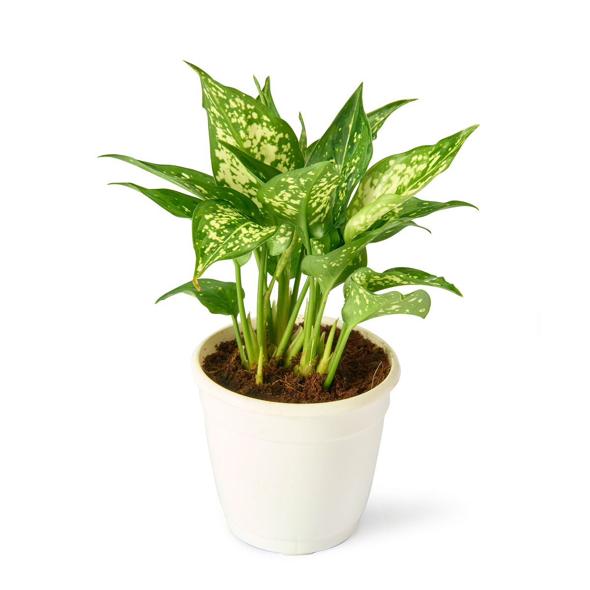 Aglaonema Snow White – Live Indoor Plant