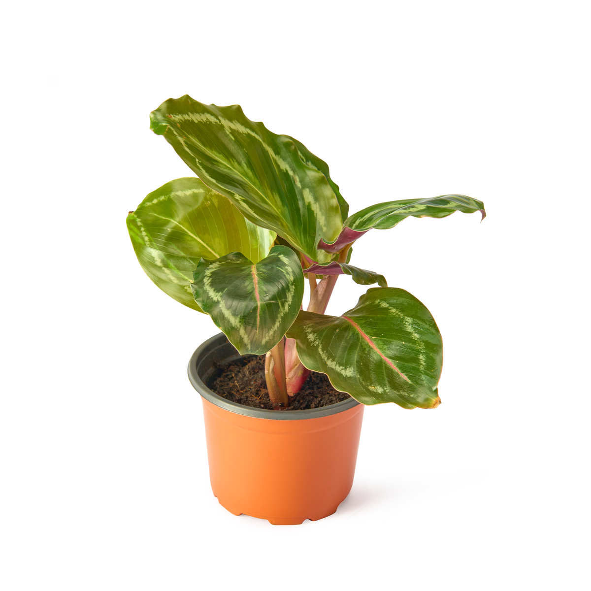 Calathea Roseopicta Rosy – Live Indoor Plant