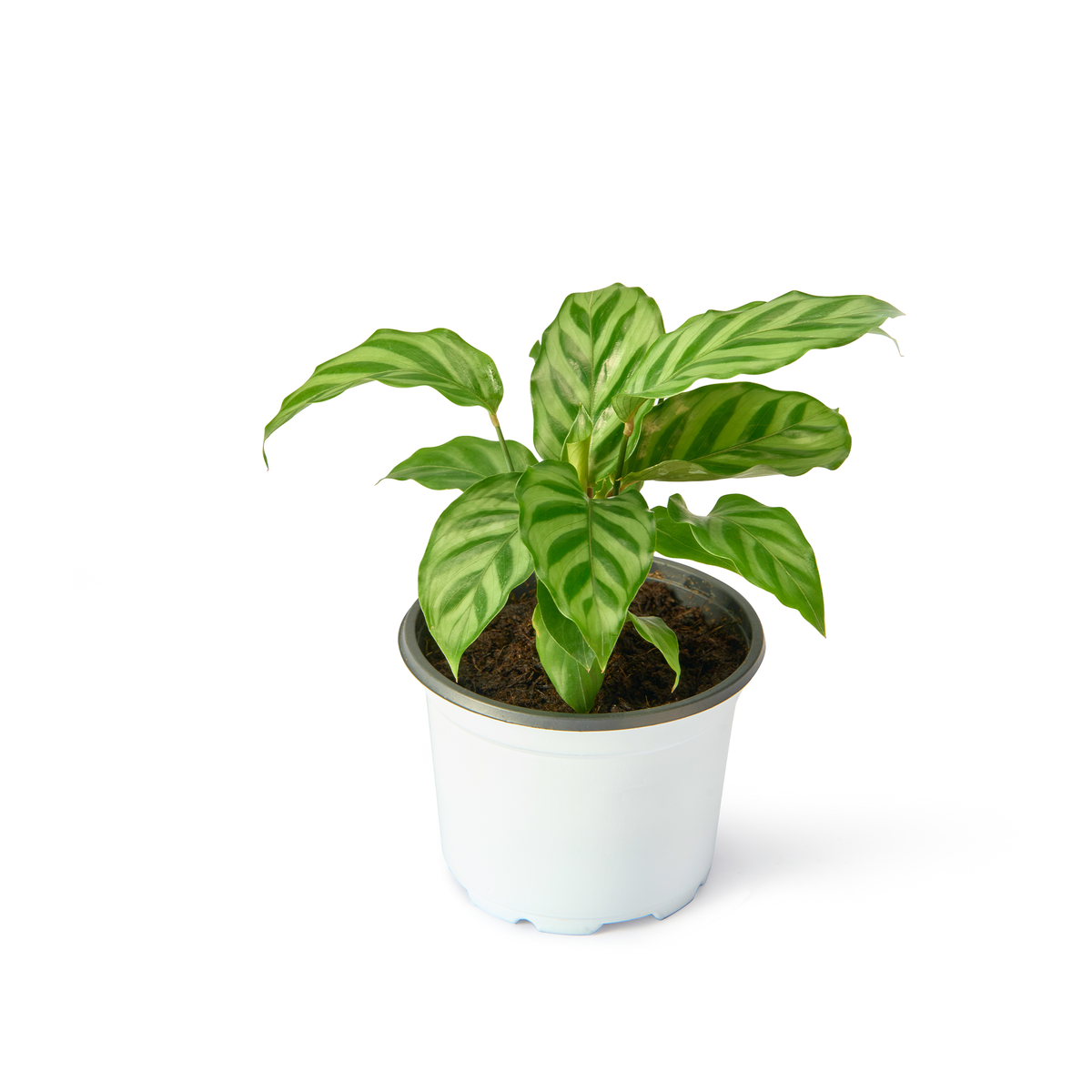 Calathea Freddie – Live Indoor Plant