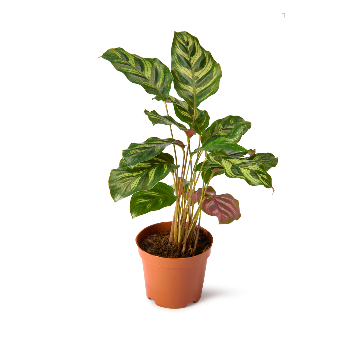 Calathea Makoyana (Peacock Plant) – Live Indoor Plant