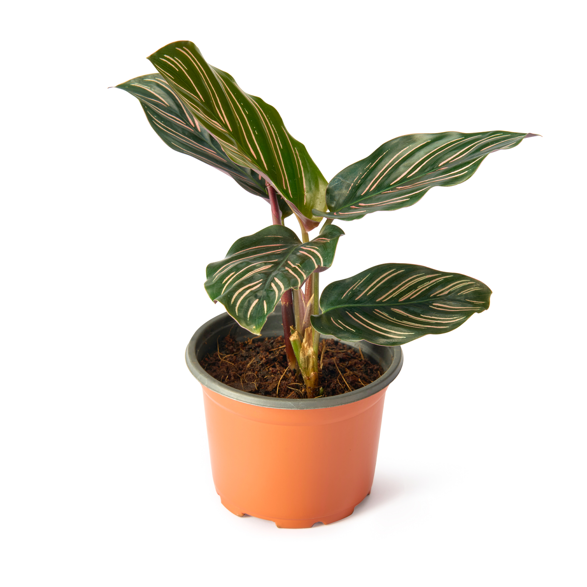 Calathea Ornata (Pinstripe Plant) – Live Indoor Plant