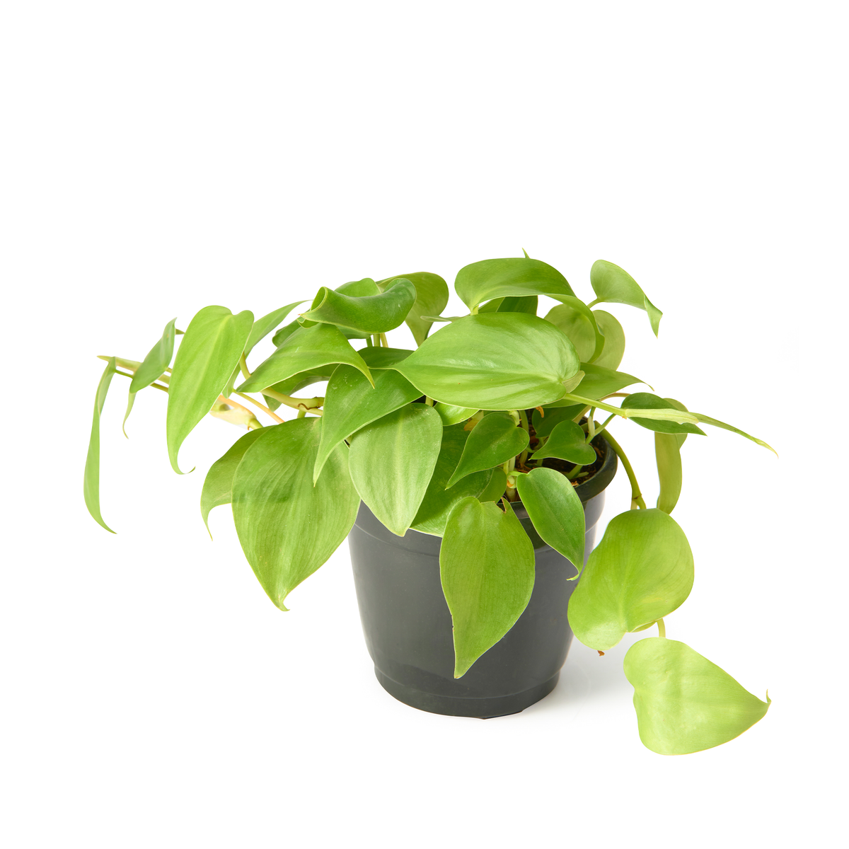 Philodendron Oxycardium Green (Heartleaf) – Live Indoor Plant