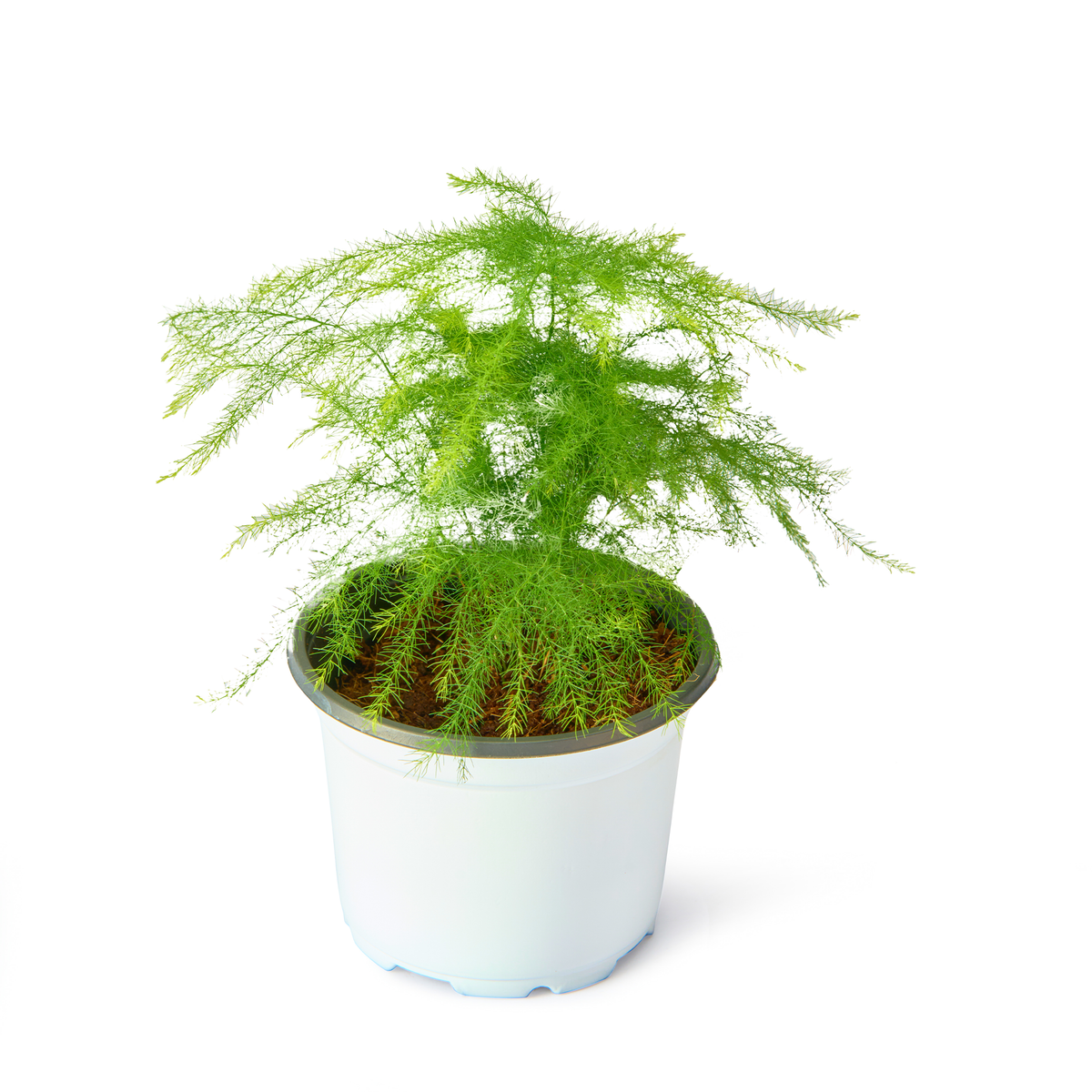 Asparagus Fern Plumosus – Live Indoor Plant