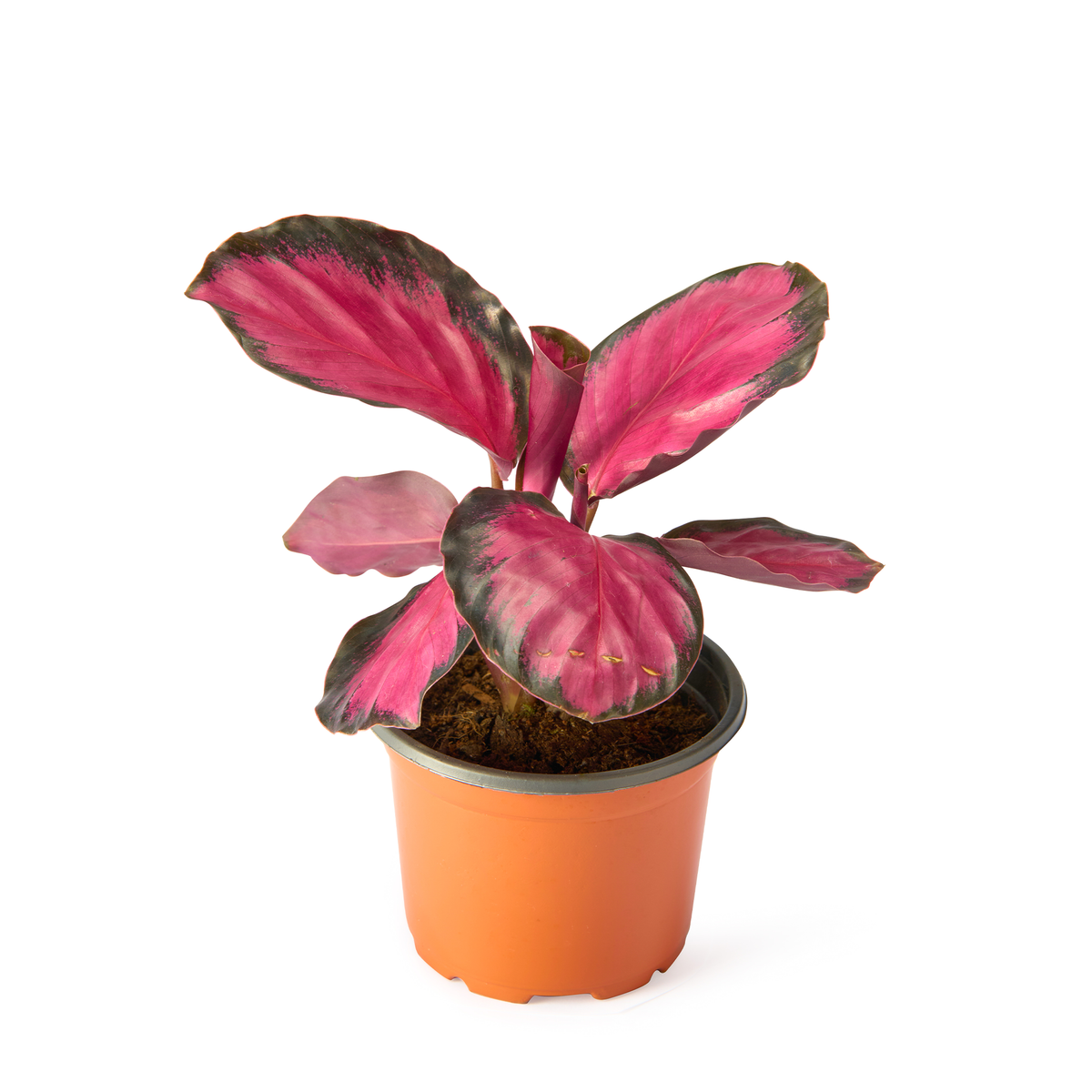 Calathea Crimson Red (Rusco) – Live Indoor Plant