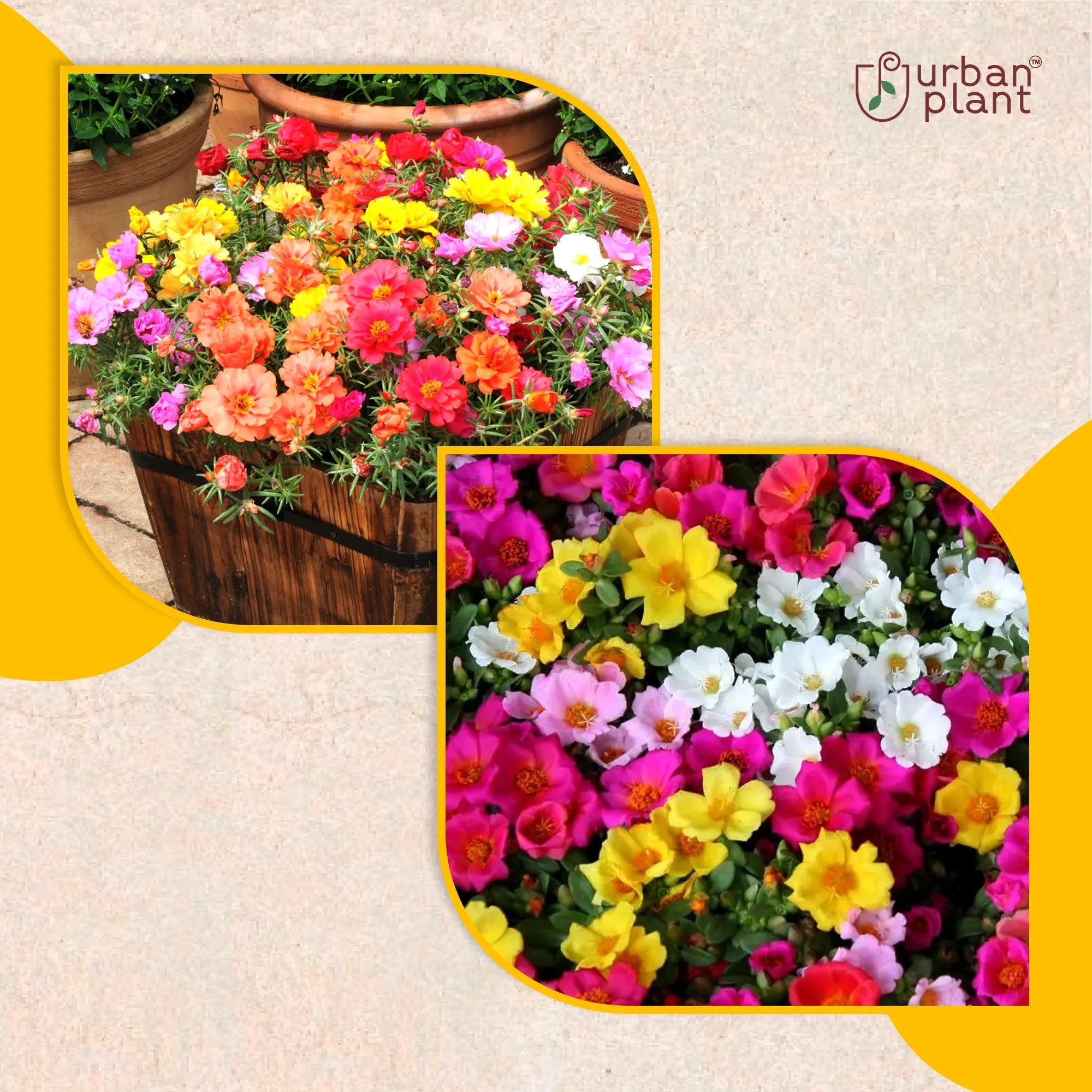 Portulaca Mix Flower Seeds Flower Seed Urban Plant