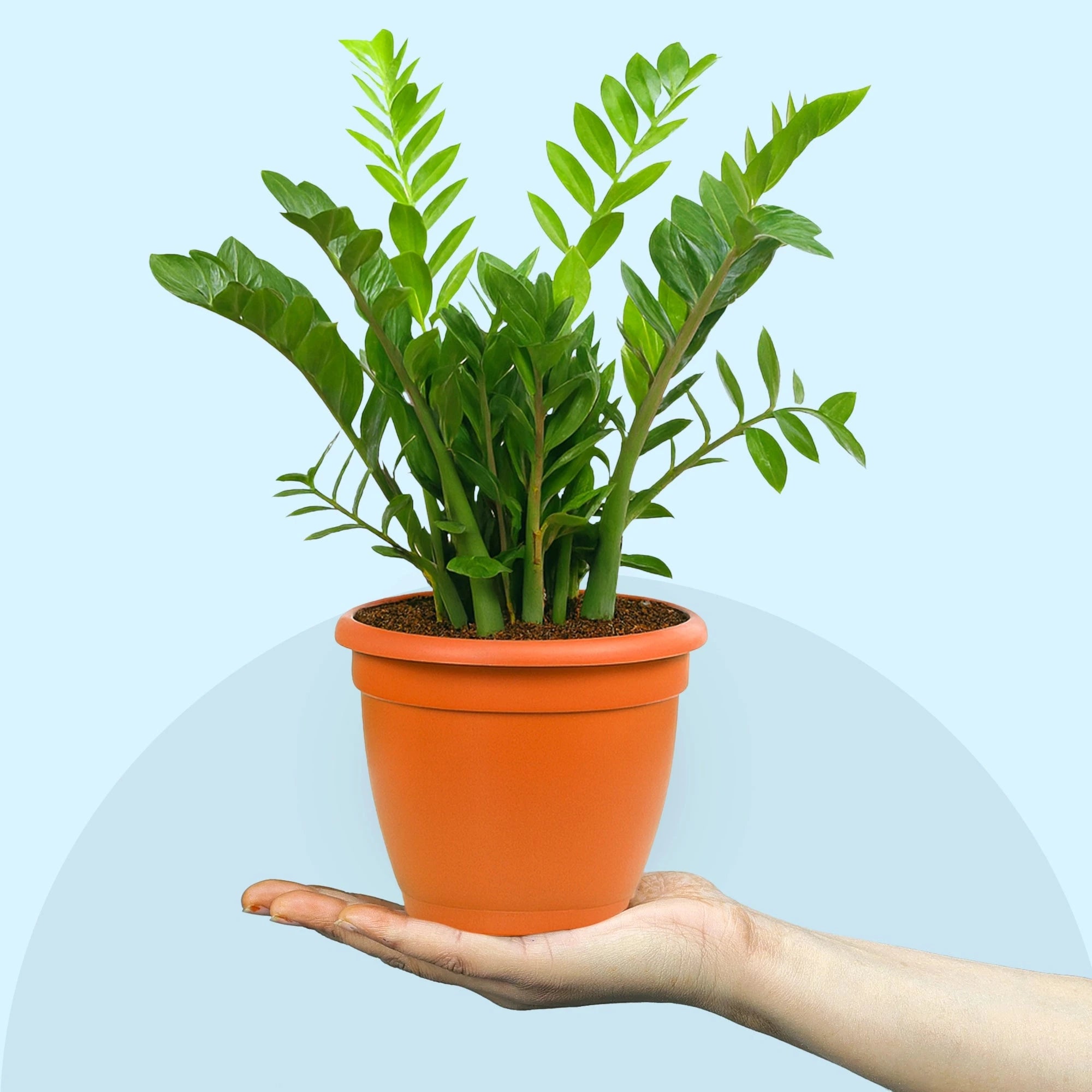 ZZ Plant in Grower Pot Urban Plant