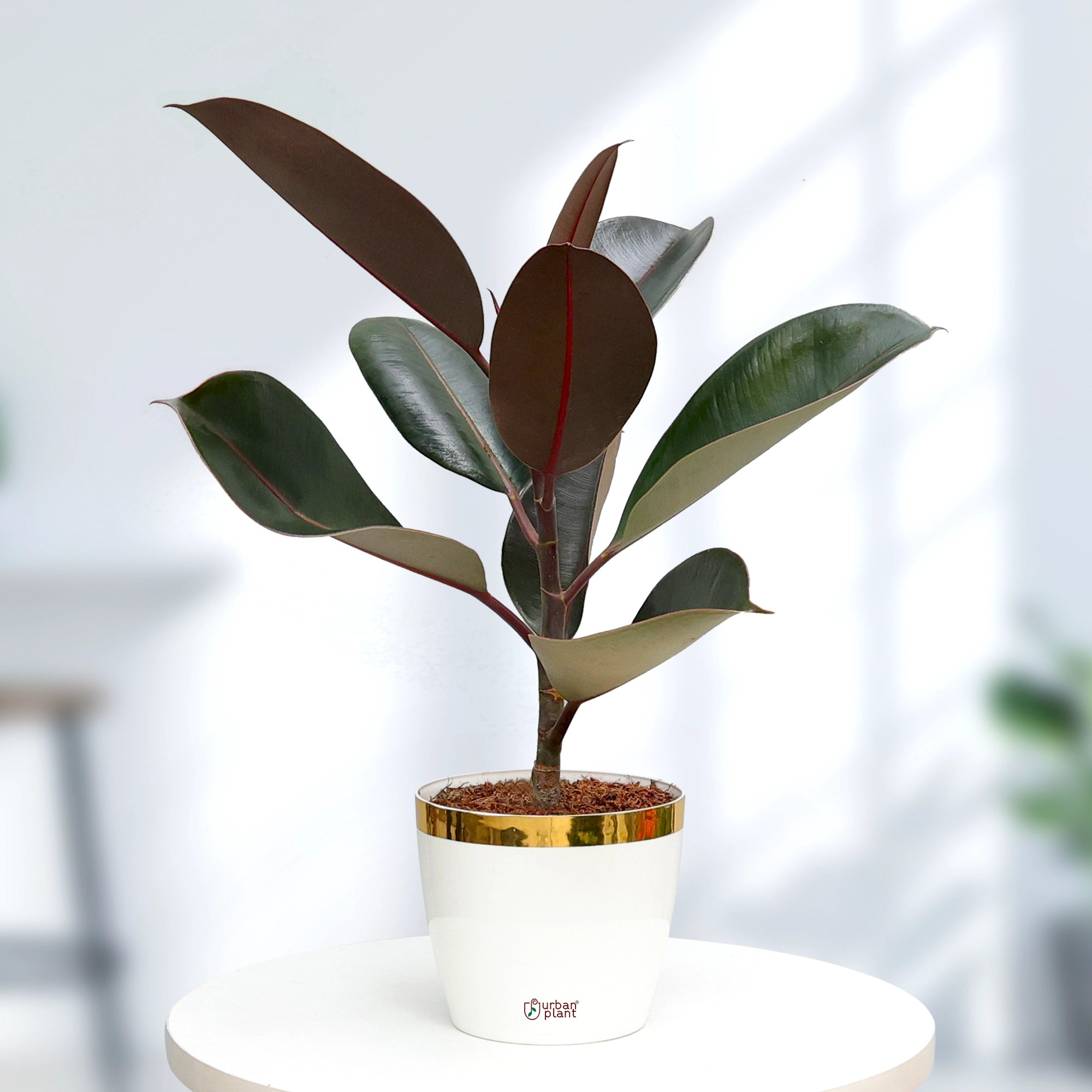 rubber plant in a pot Rubber Plant with Plantura Pot