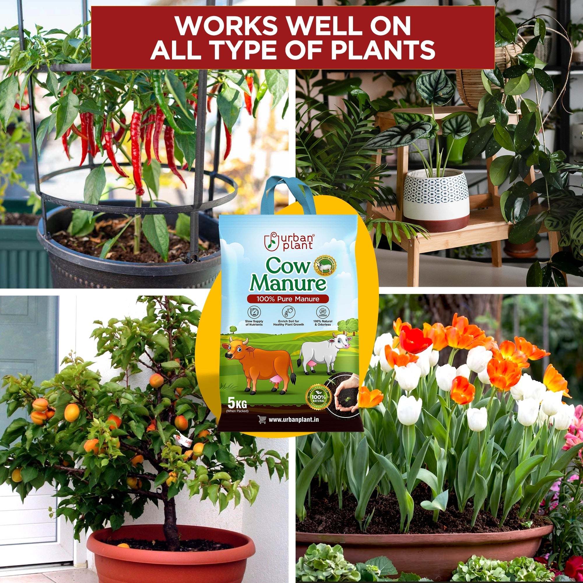 Cow Manure for Plants Potting Mix Urban Plant