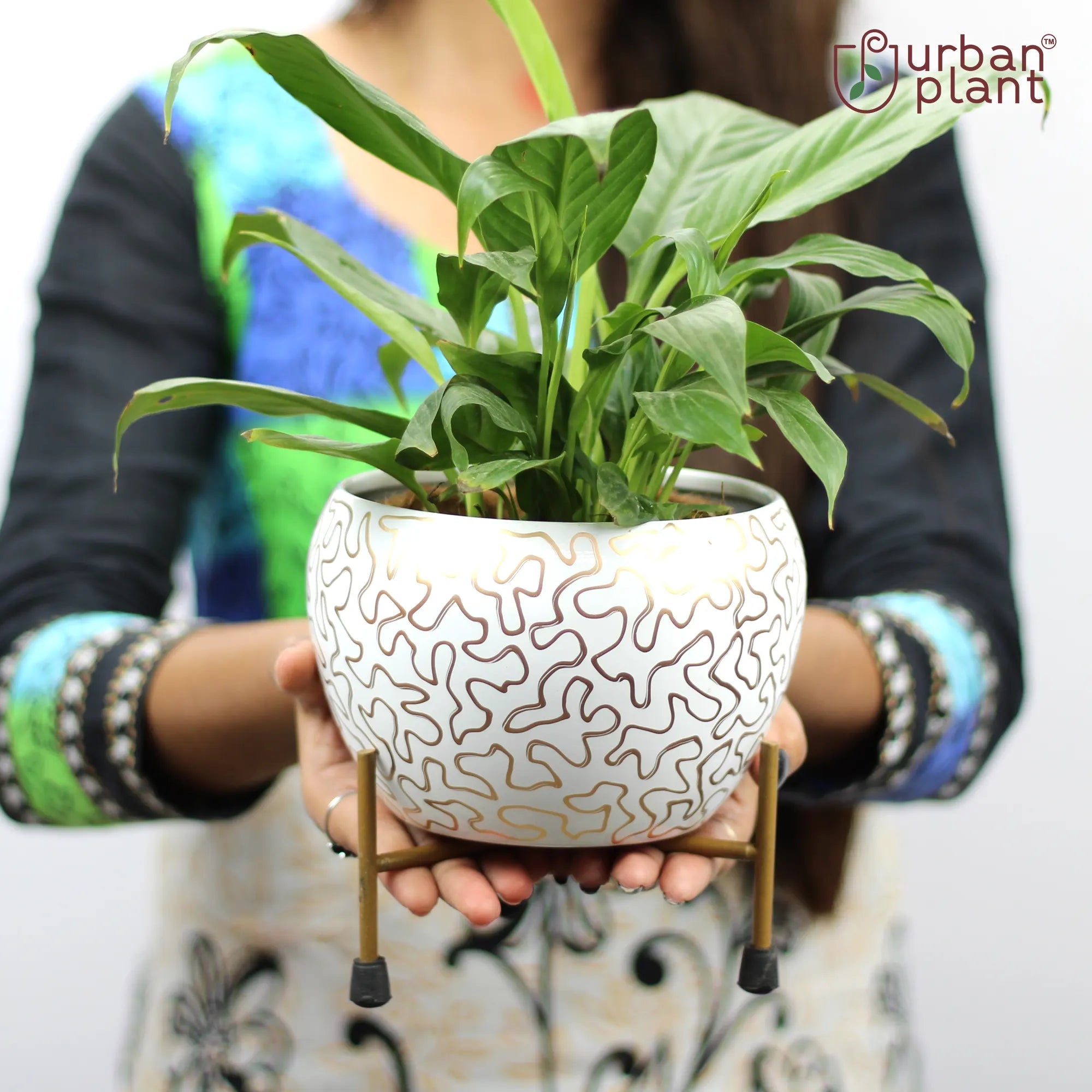 Apple on the Table Designer Metal Pot Metal Planter Urban Plant