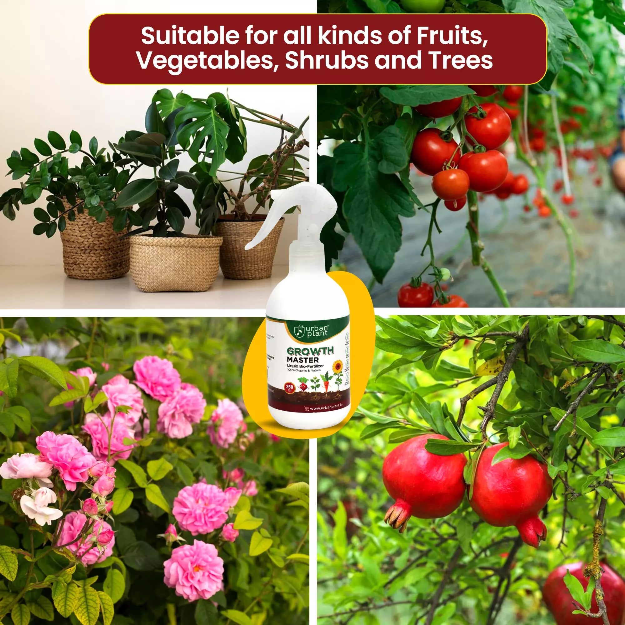 Growth Master Liquid Fertilizer for Vegetables, Fruits and Greenie Plant Diet Urban Plant