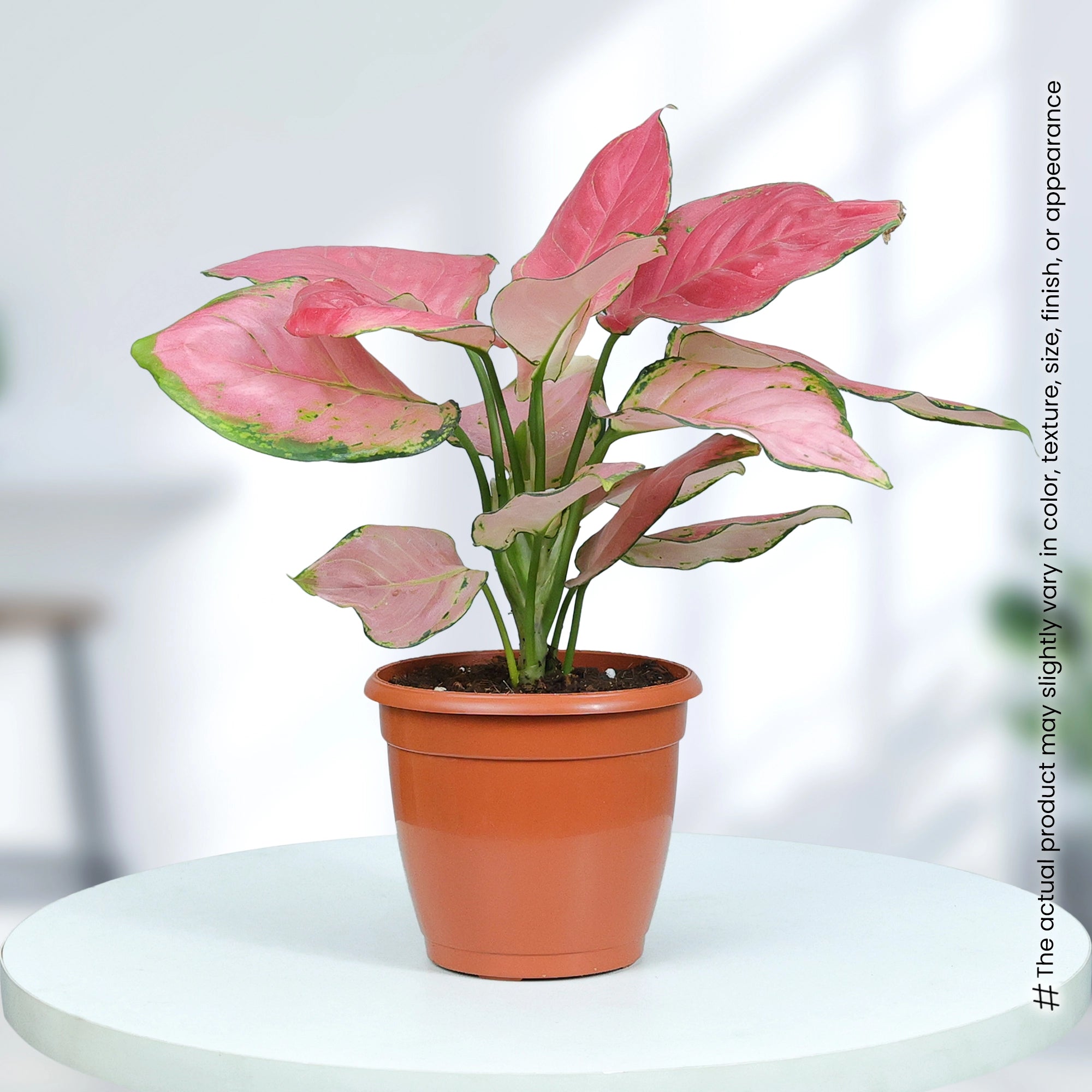 Pink Aglaonema Plant in Grower Pot