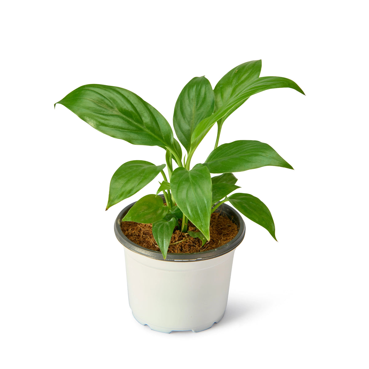 Peace Lily Little Angel (Spathiphyllum) – Live Flowering Indoor Urban Plant