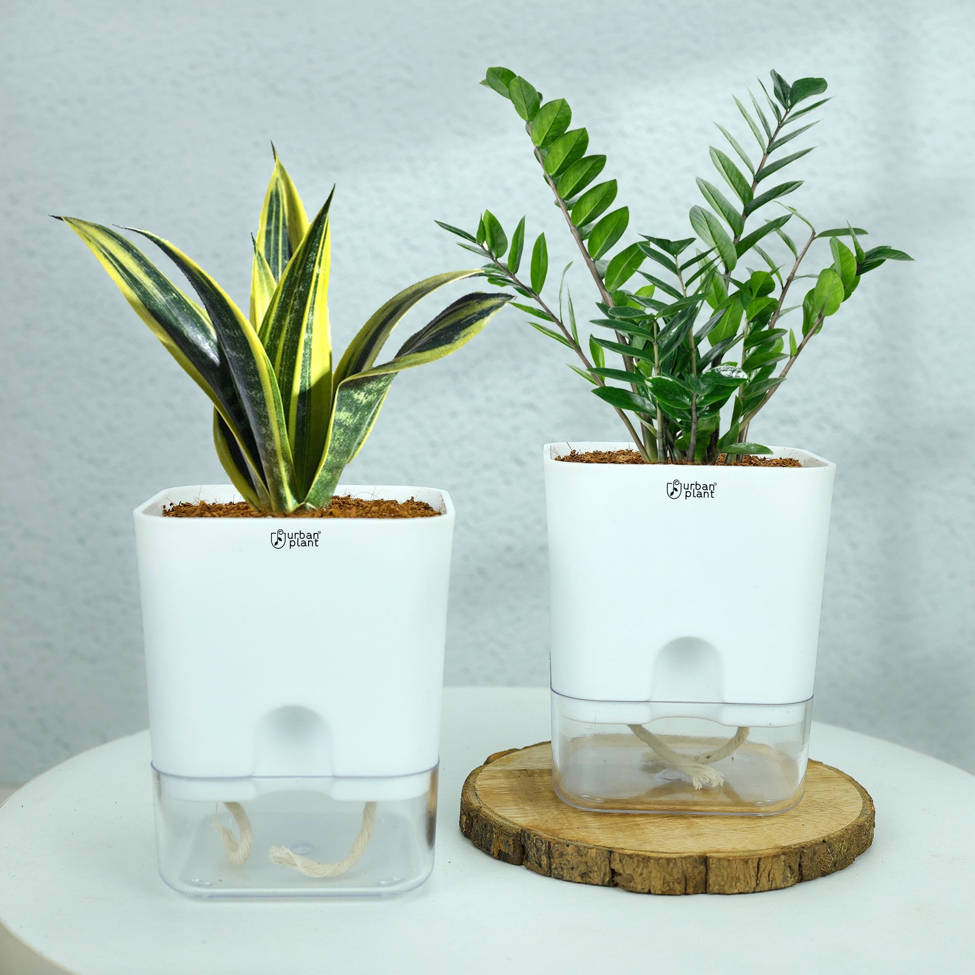 Self-Watering Pot - 5" Plastic Pot Urban Plant