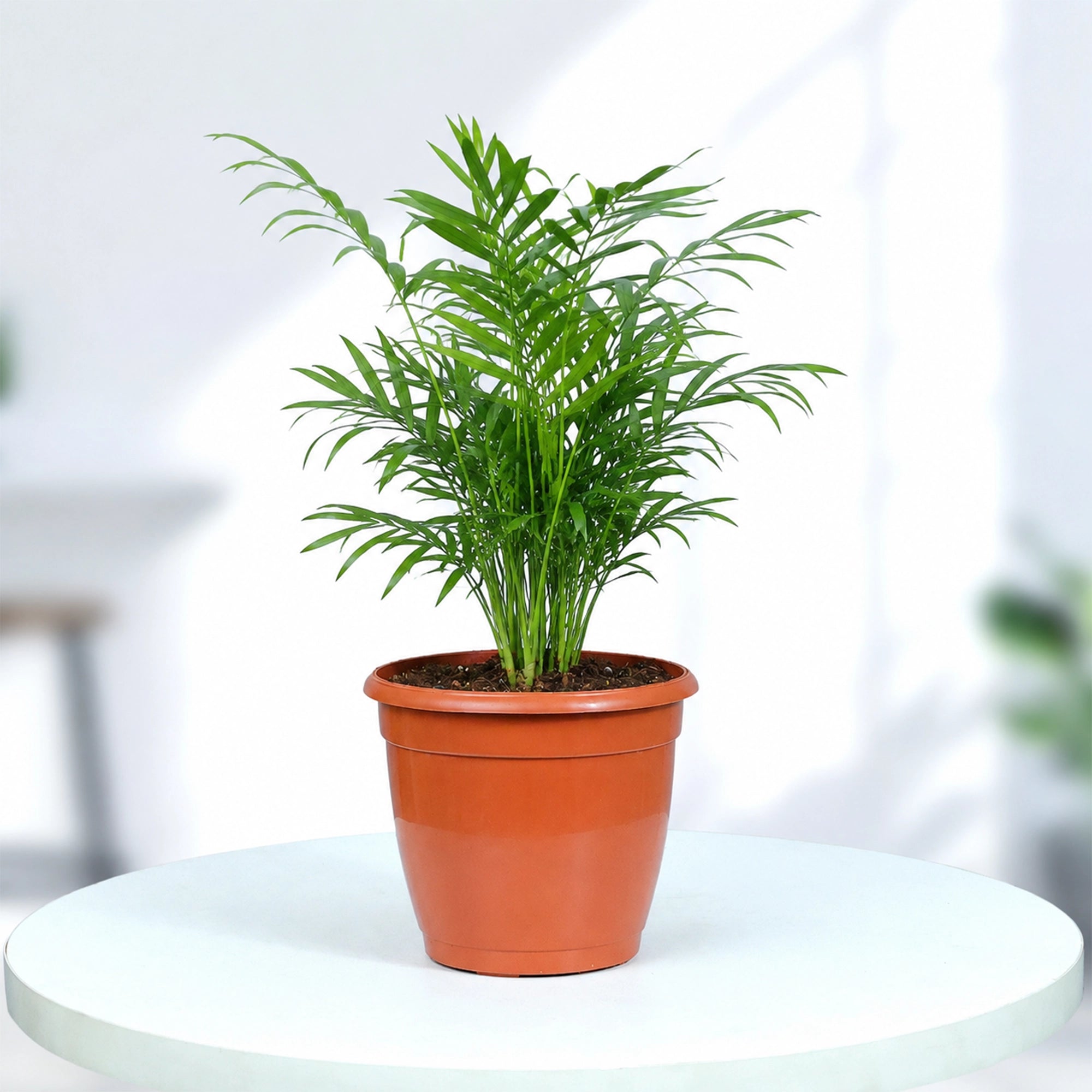 buy indoor palm plants online Buy Bamboo Palm Plant Online – Urban Plant®