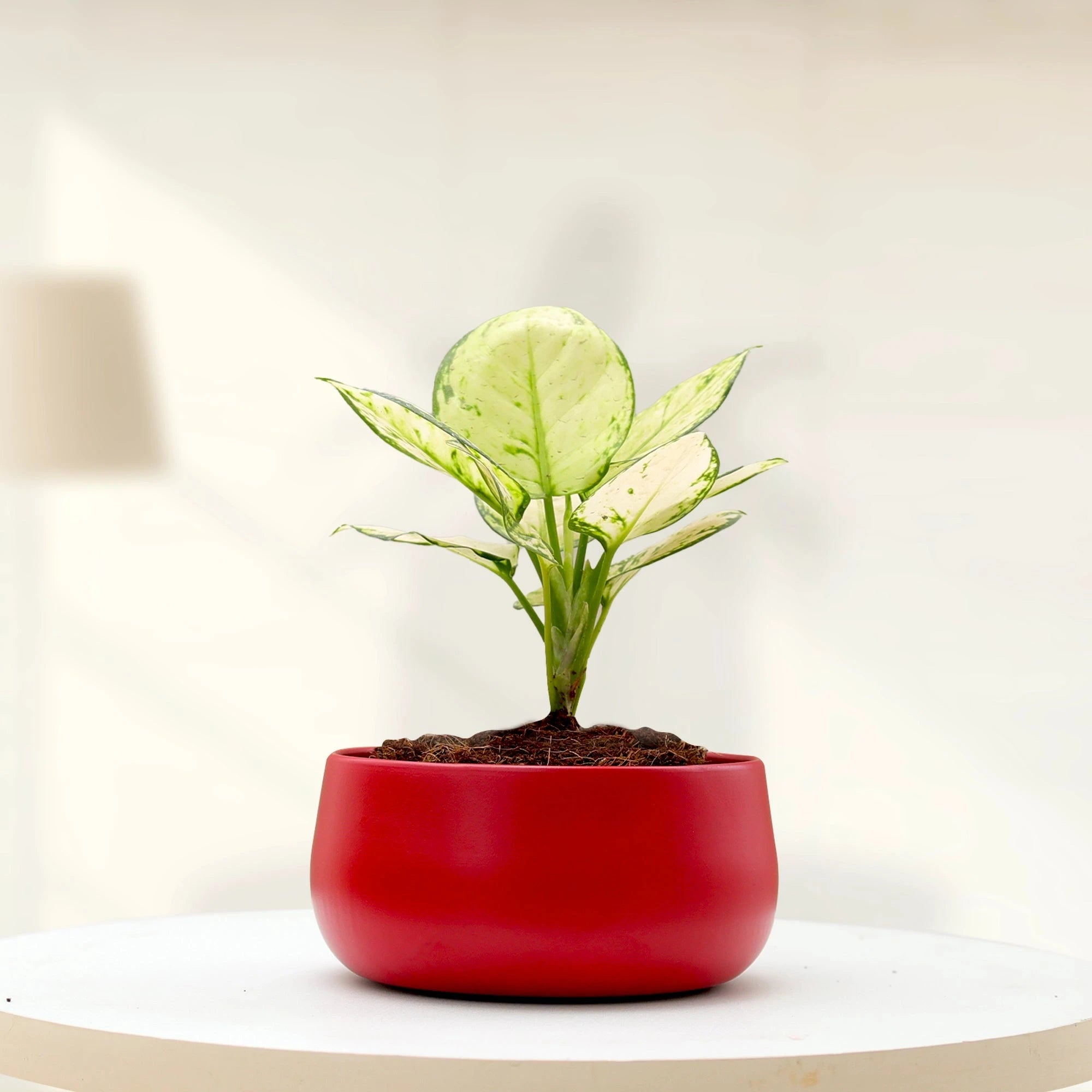 Metalix Metal pot Metal Planter Urban Plant Red