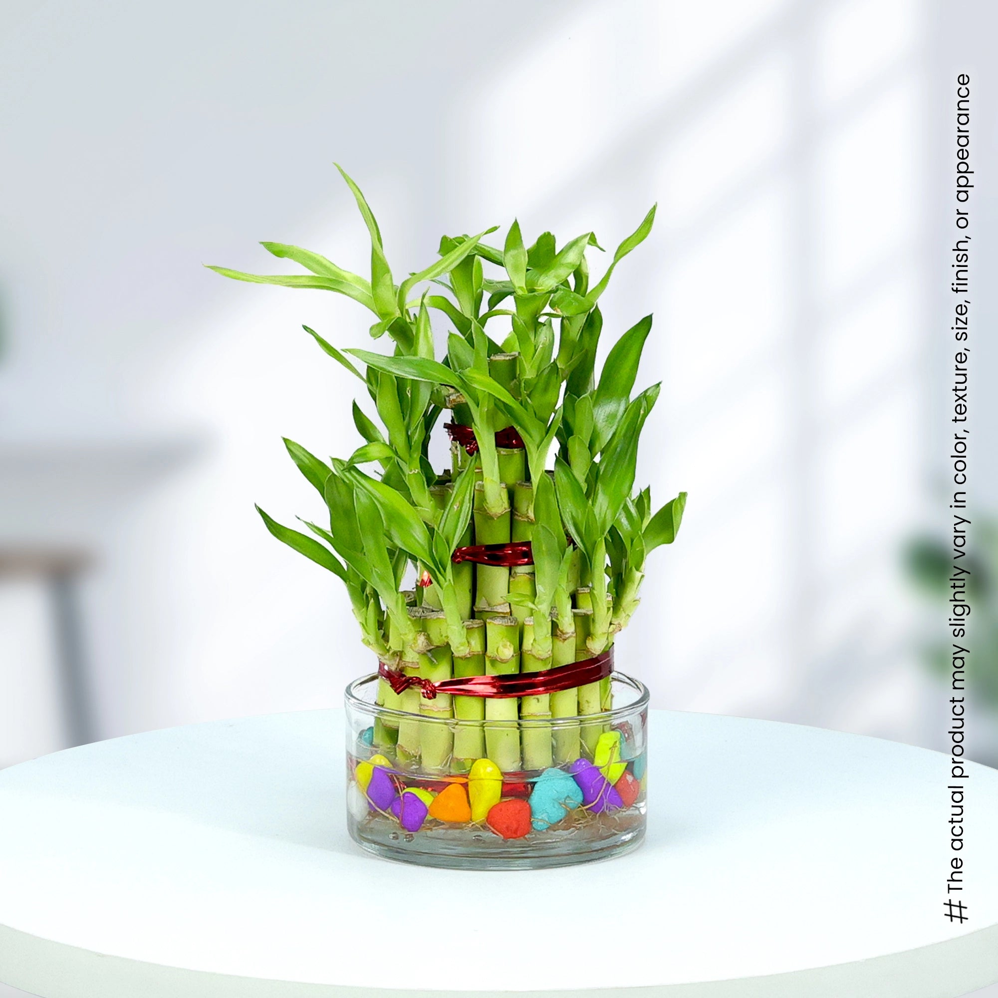 Lucky Bamboo Good Luck Plant
