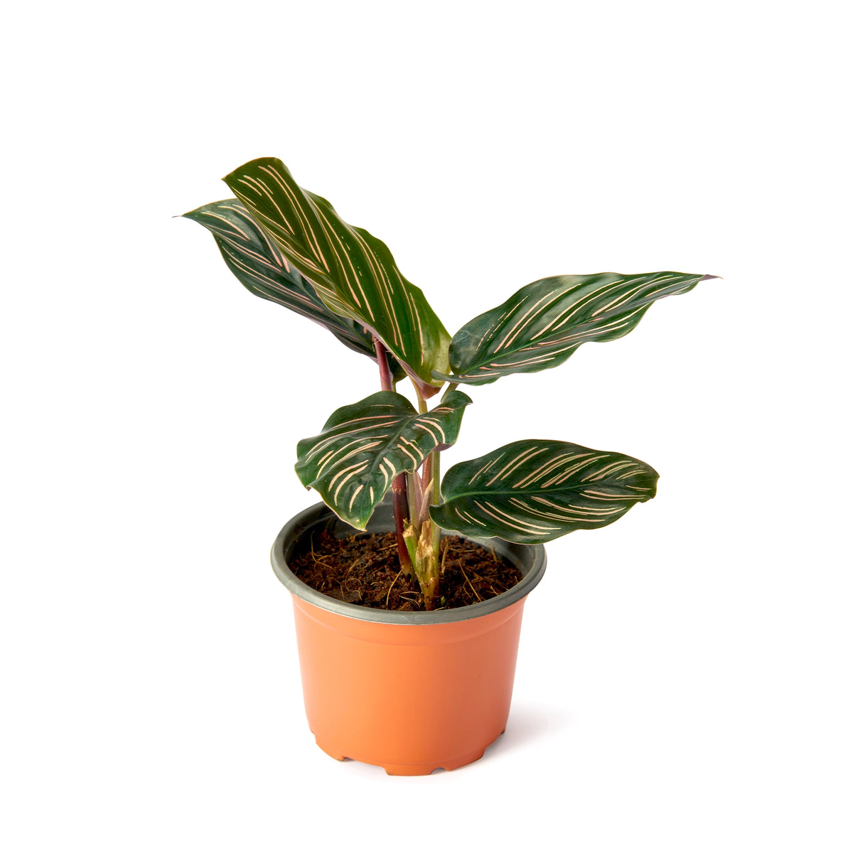 Calathea Ornata (Pinstripe Plant) – Live Indoor Plant | Urban Plant