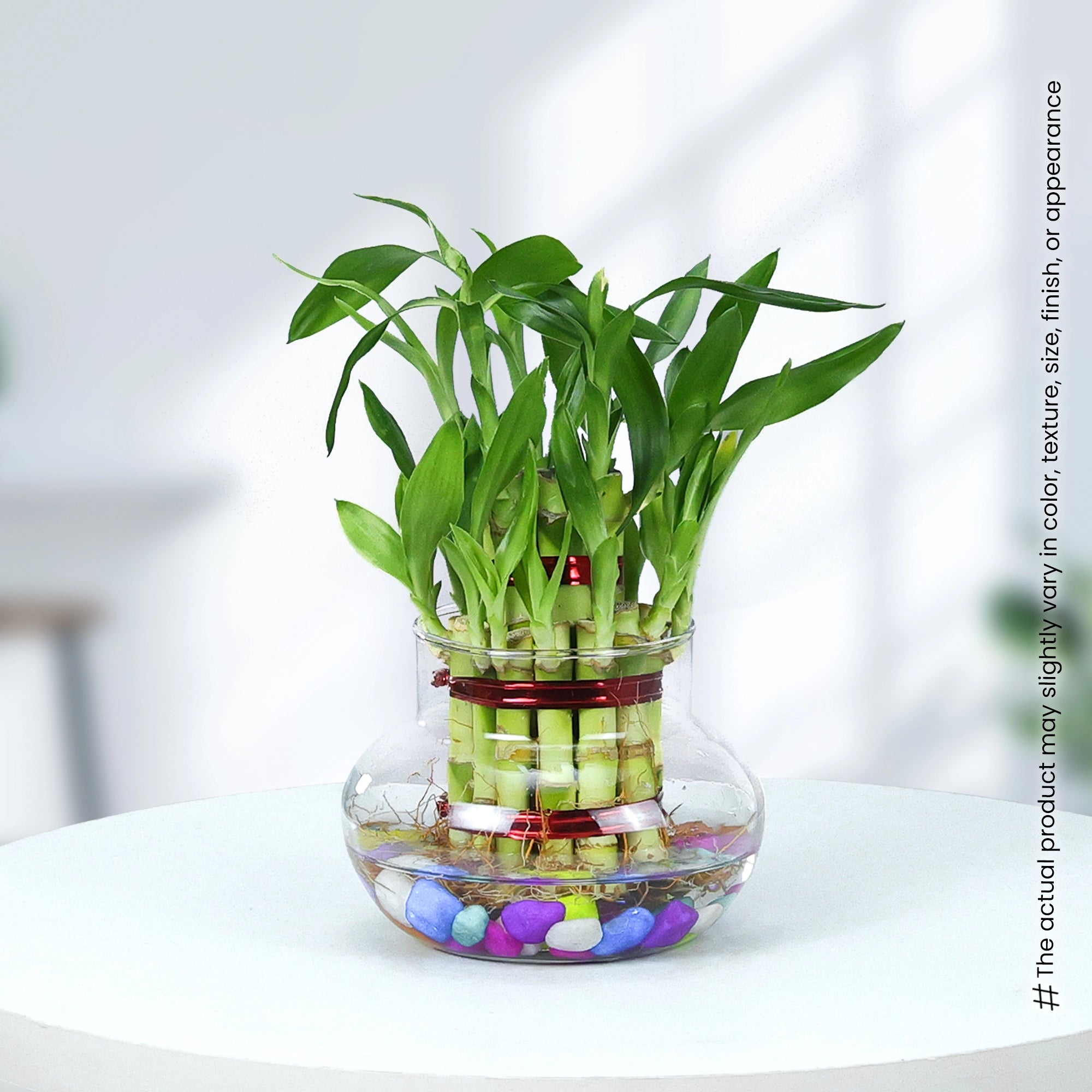 Lucky Bamboo Good Luck Plant Urban Plant Glass Jar Pack of 1