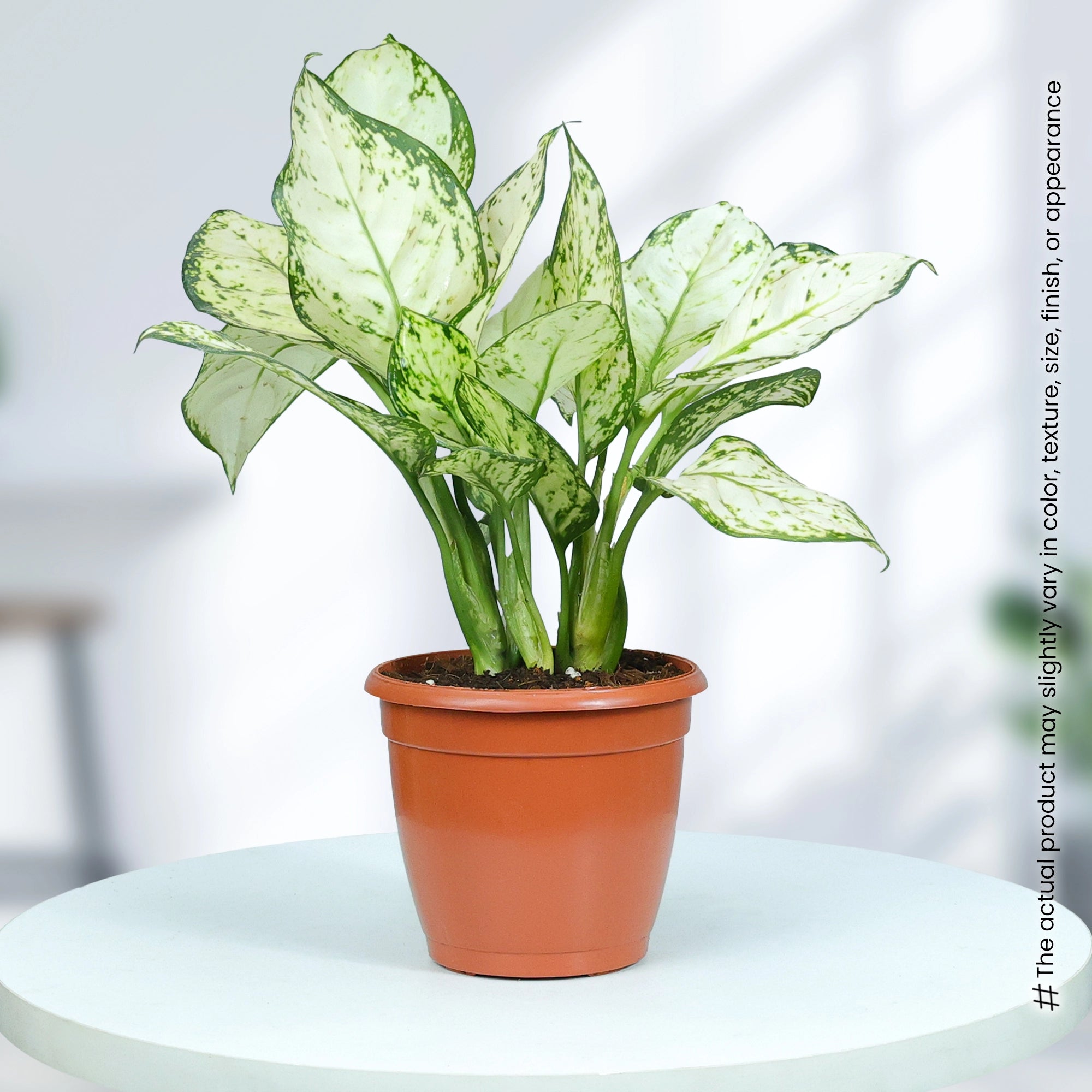 Snow White Aglaonema Plant in Grower Pot