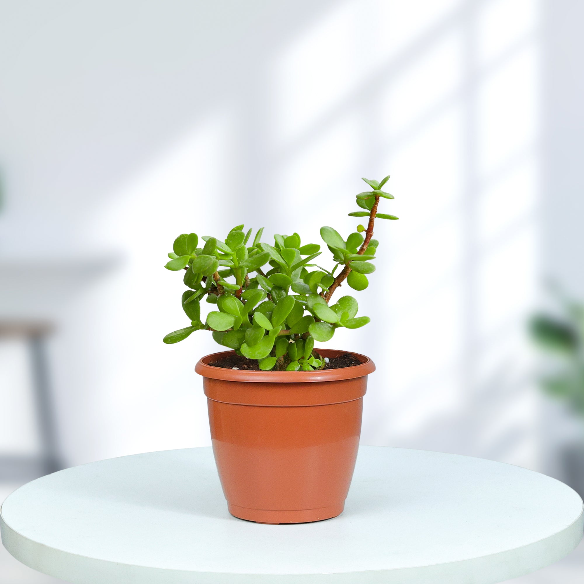 Jade Plant in Grower Pot