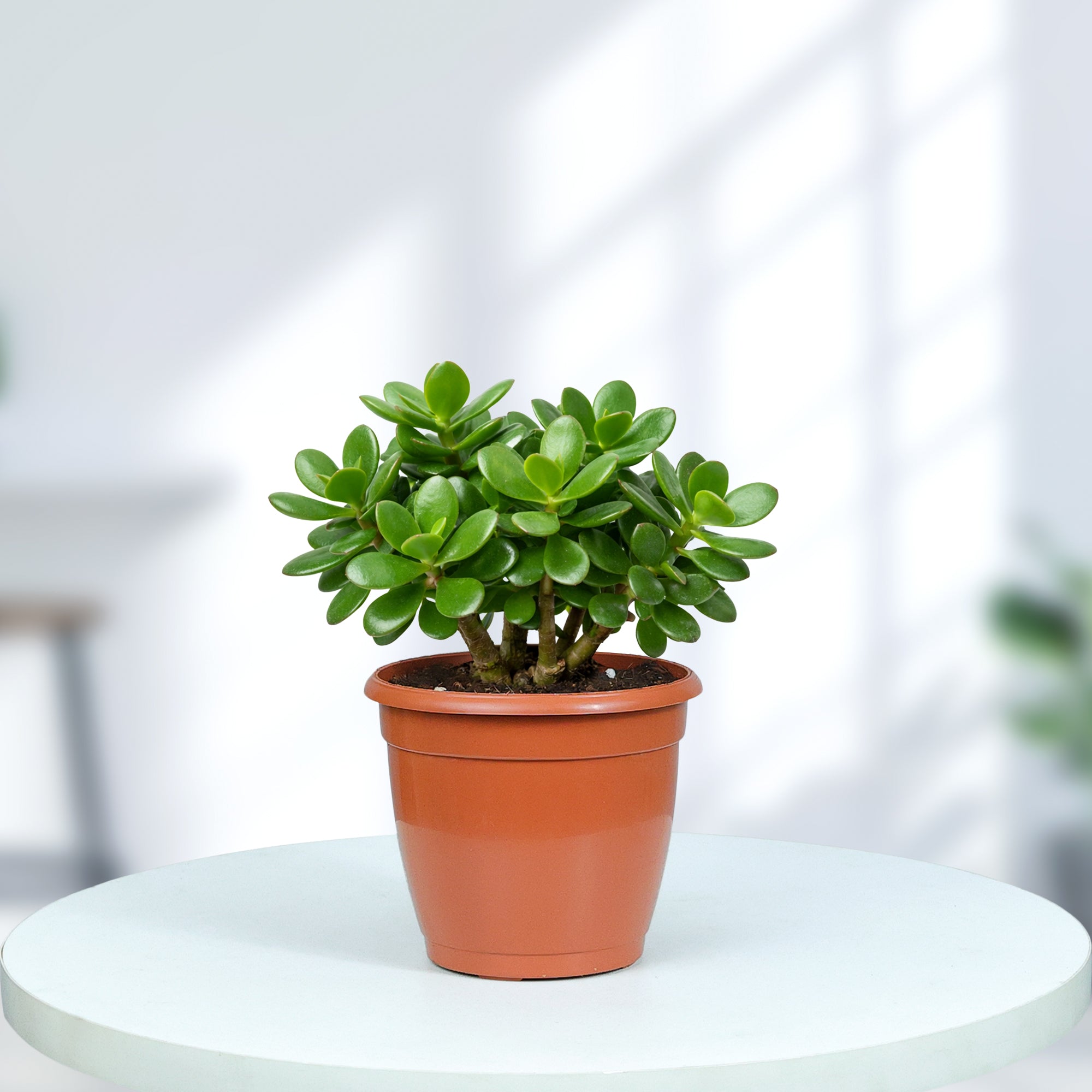 Jade Plant in Grower Pot