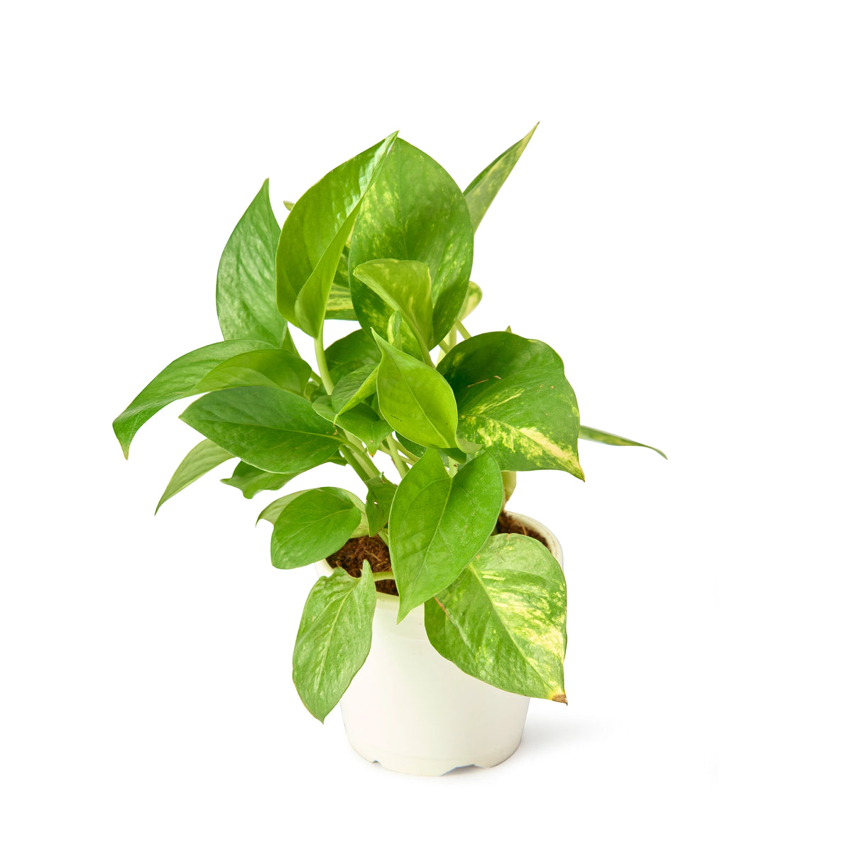 Green Money Plant (Golden Pothos) – Live Indoor Plant