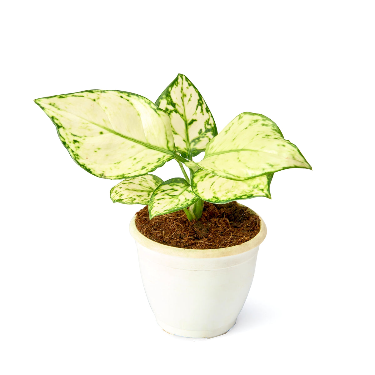 Aglaonema Super White – Live Flowering Indoor Plant