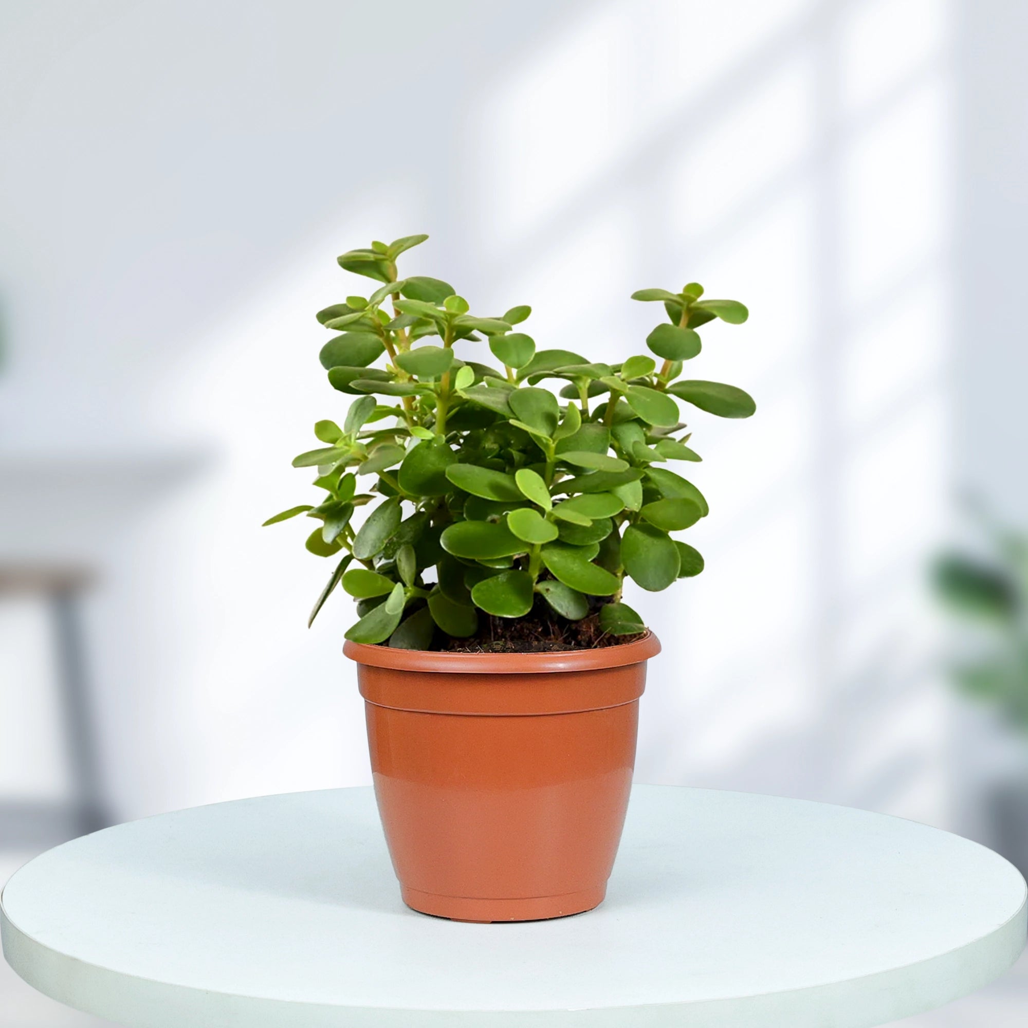 Jade Plant (Crassula Ovata) – Lucky Indoor Succulent Plant for Home & Office