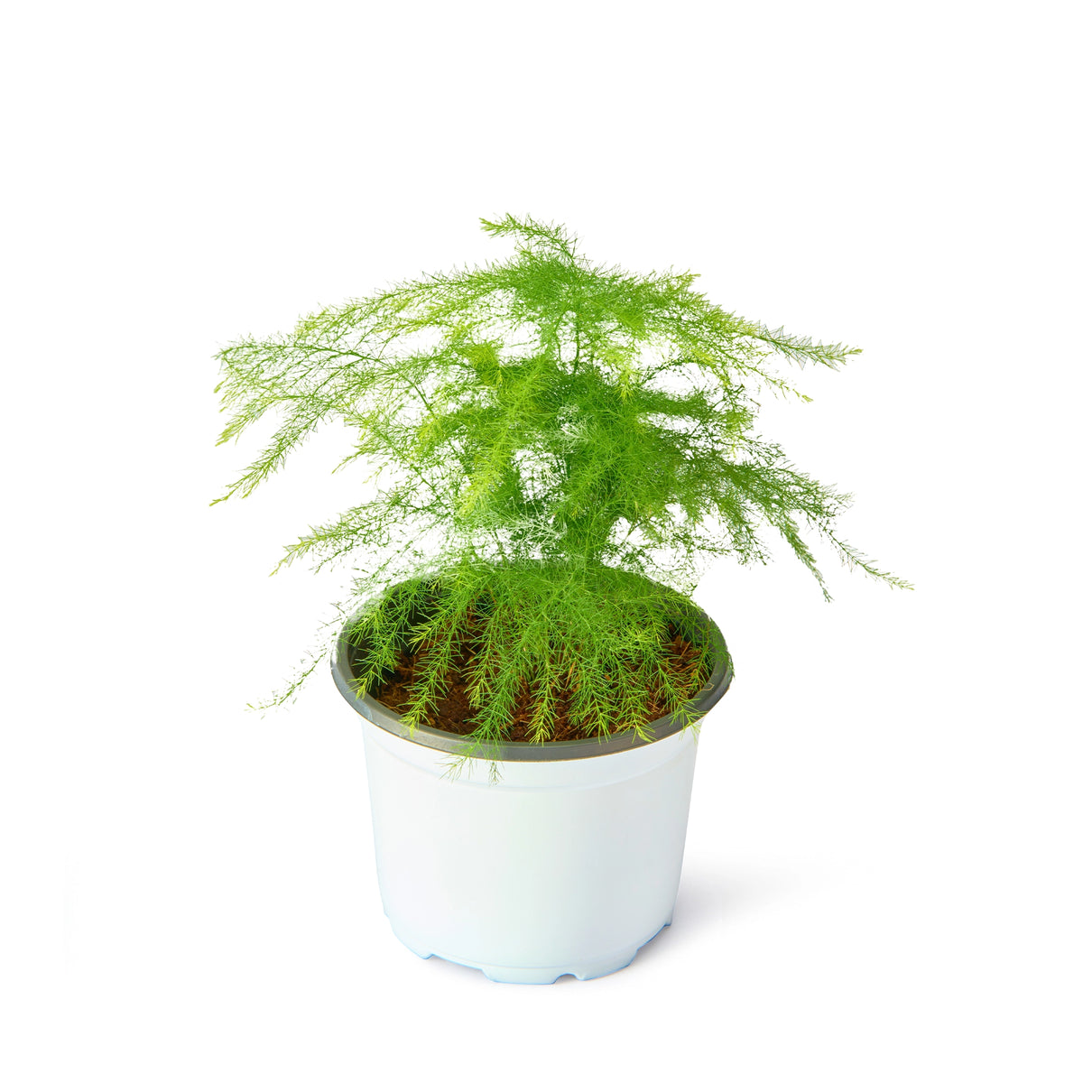 Asparagus Fern Plumosus – Live Indoor Plant