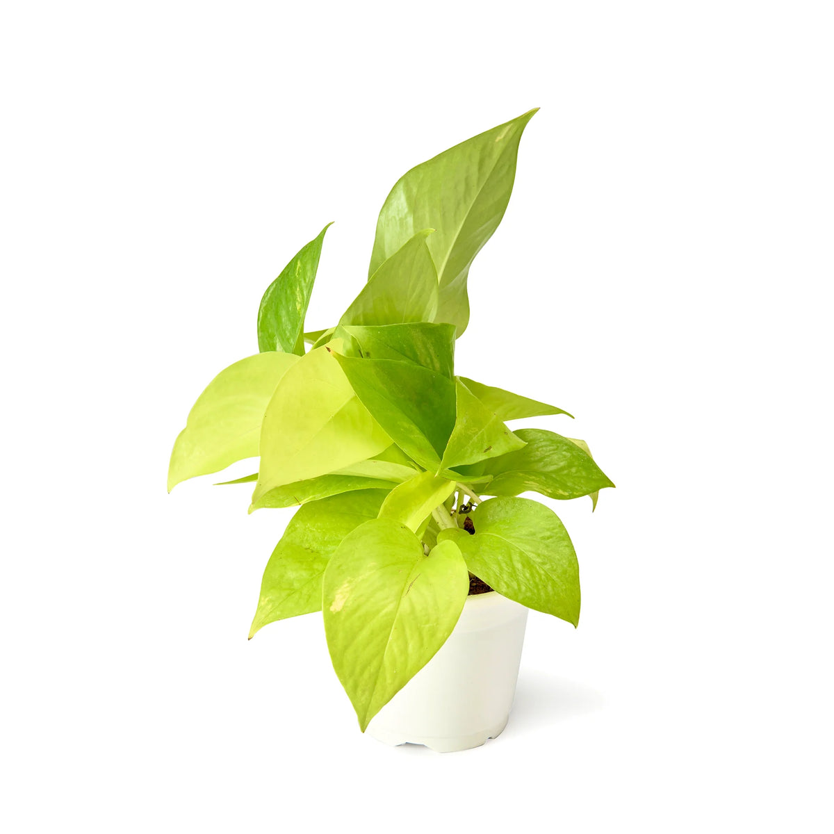Neon pothos (Golden Money Plant) live indoor plant – Lucky Money Plant Trio