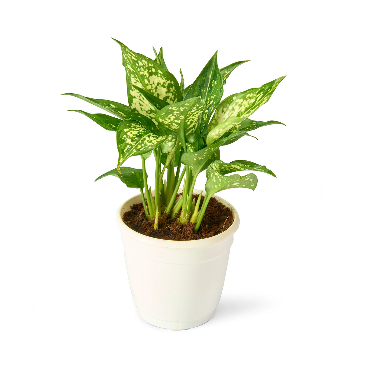 Aglaonema Snow White – Live Indoor Plant