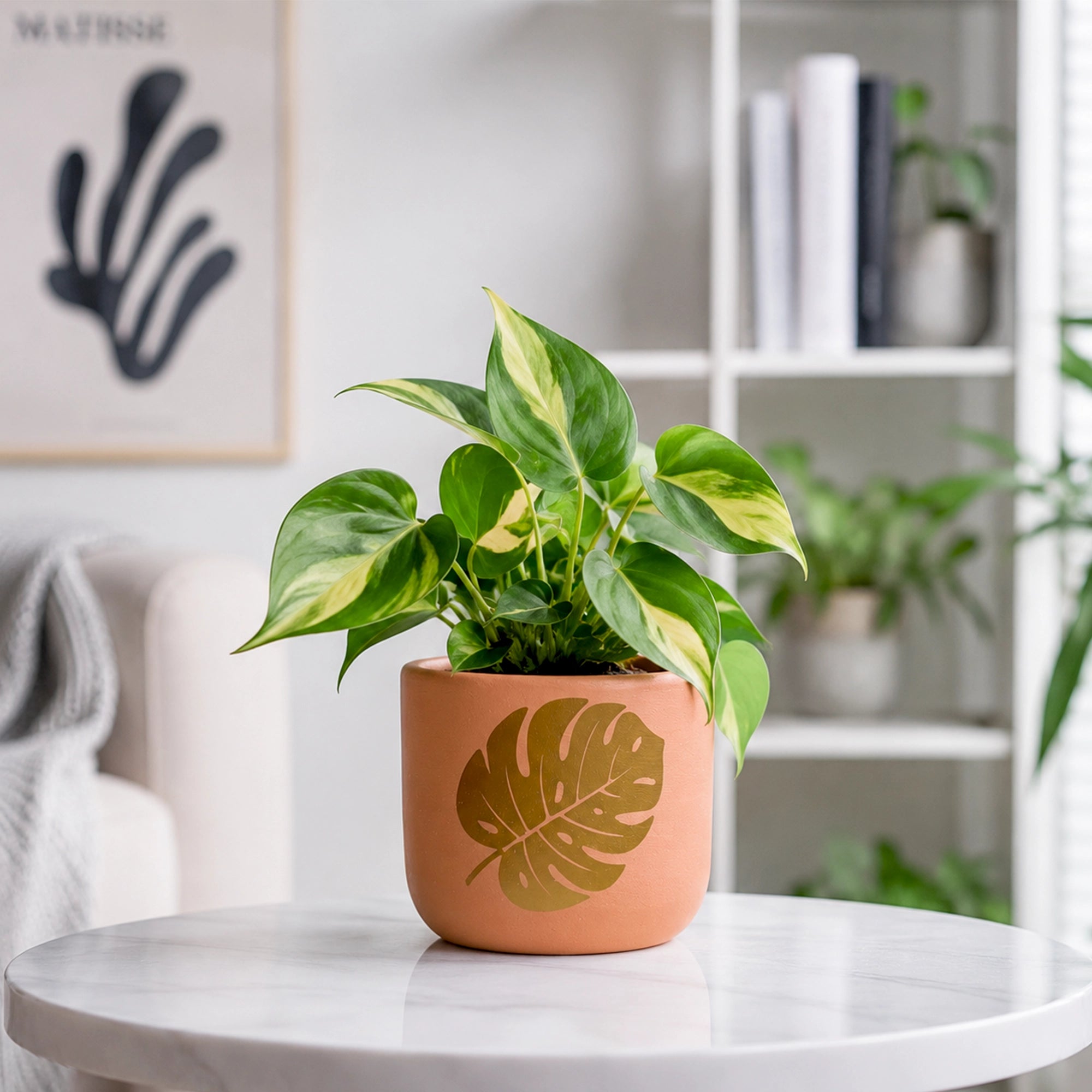 Monstera Muse Terracotta Pot for Indoor Plants | Urban Plant