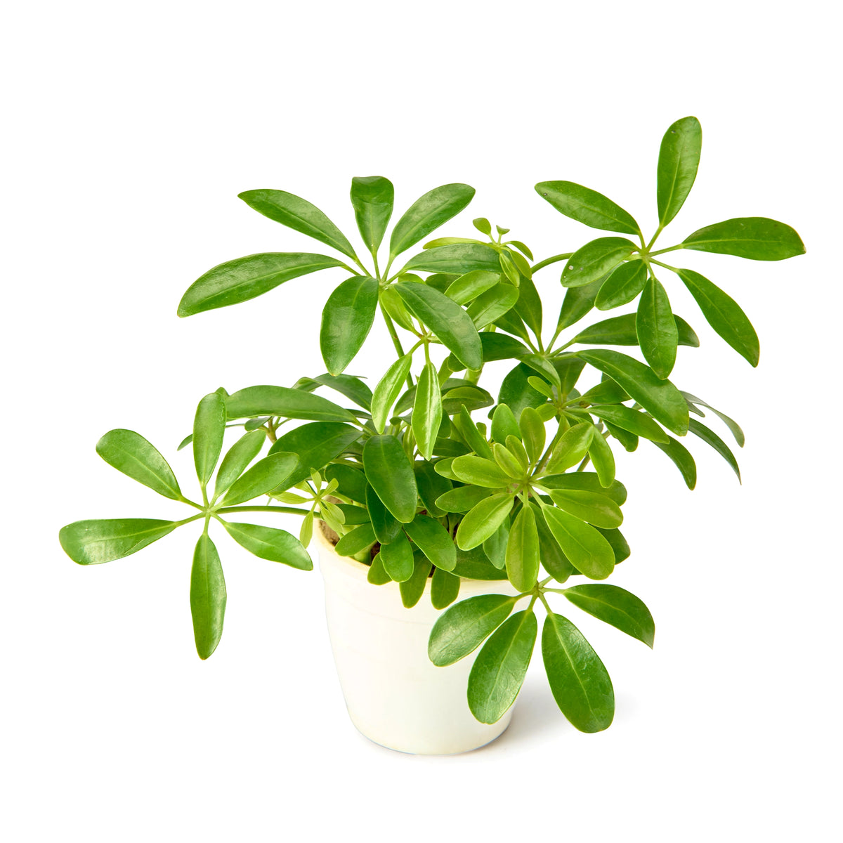 Schefflera Green (Umbrella Plant) – Live Indoor Plant | Urban Plant