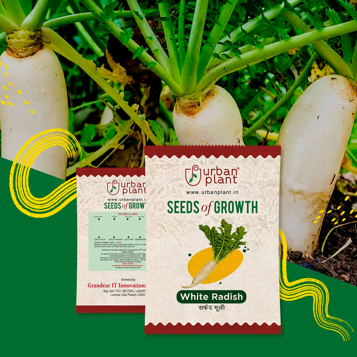 Radish Seeds Urban Plant