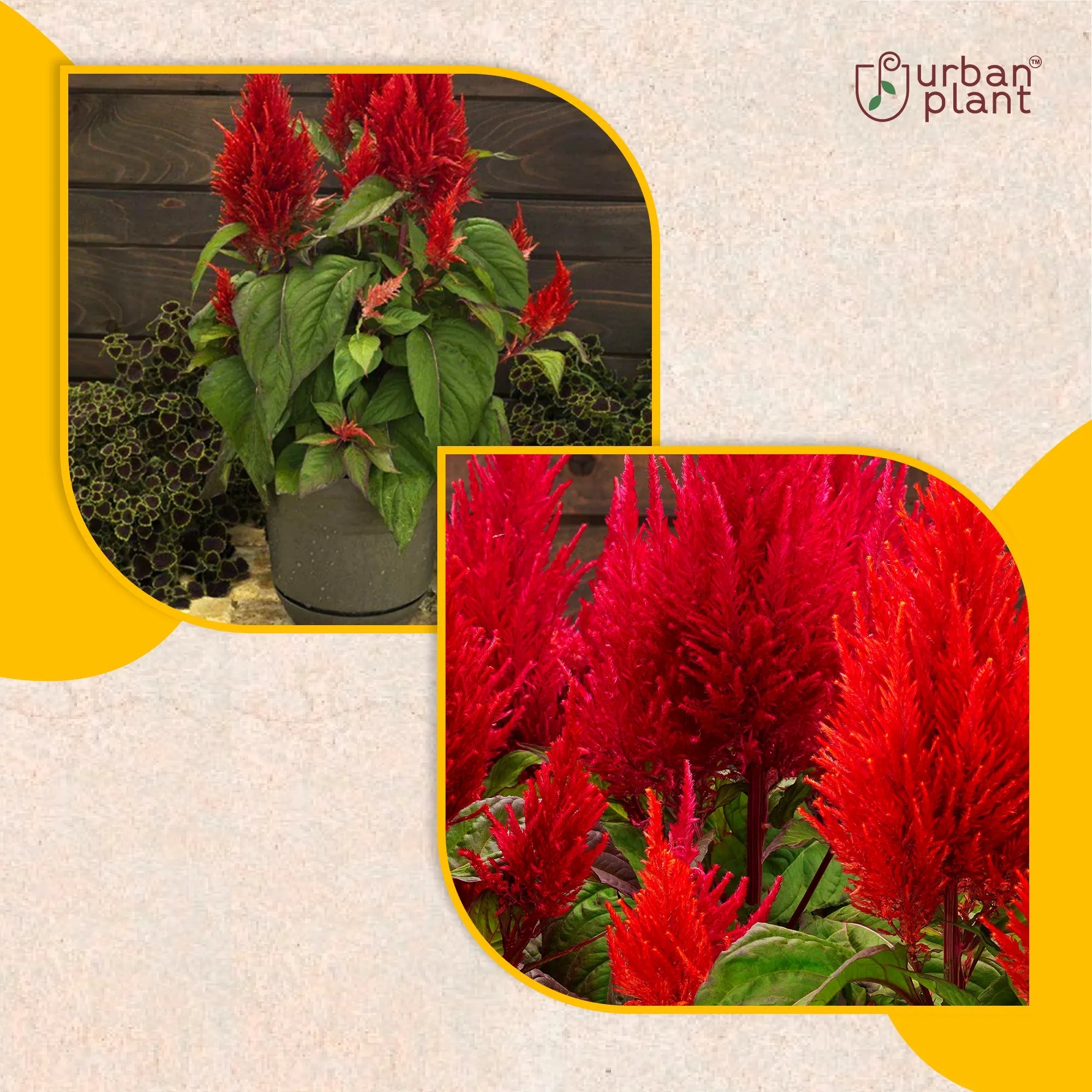 Red Celosia Flower Seeds Flower Seed Urban Plant
