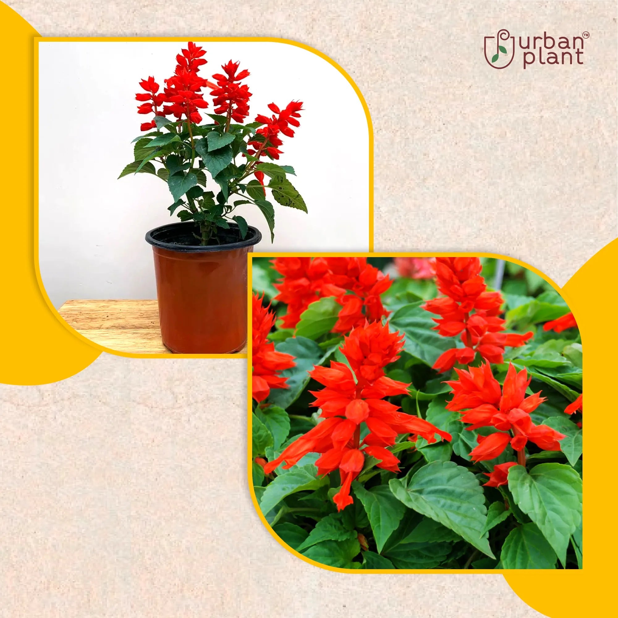 Red Salvia Flower Seeds Flower Seed Urban Plant