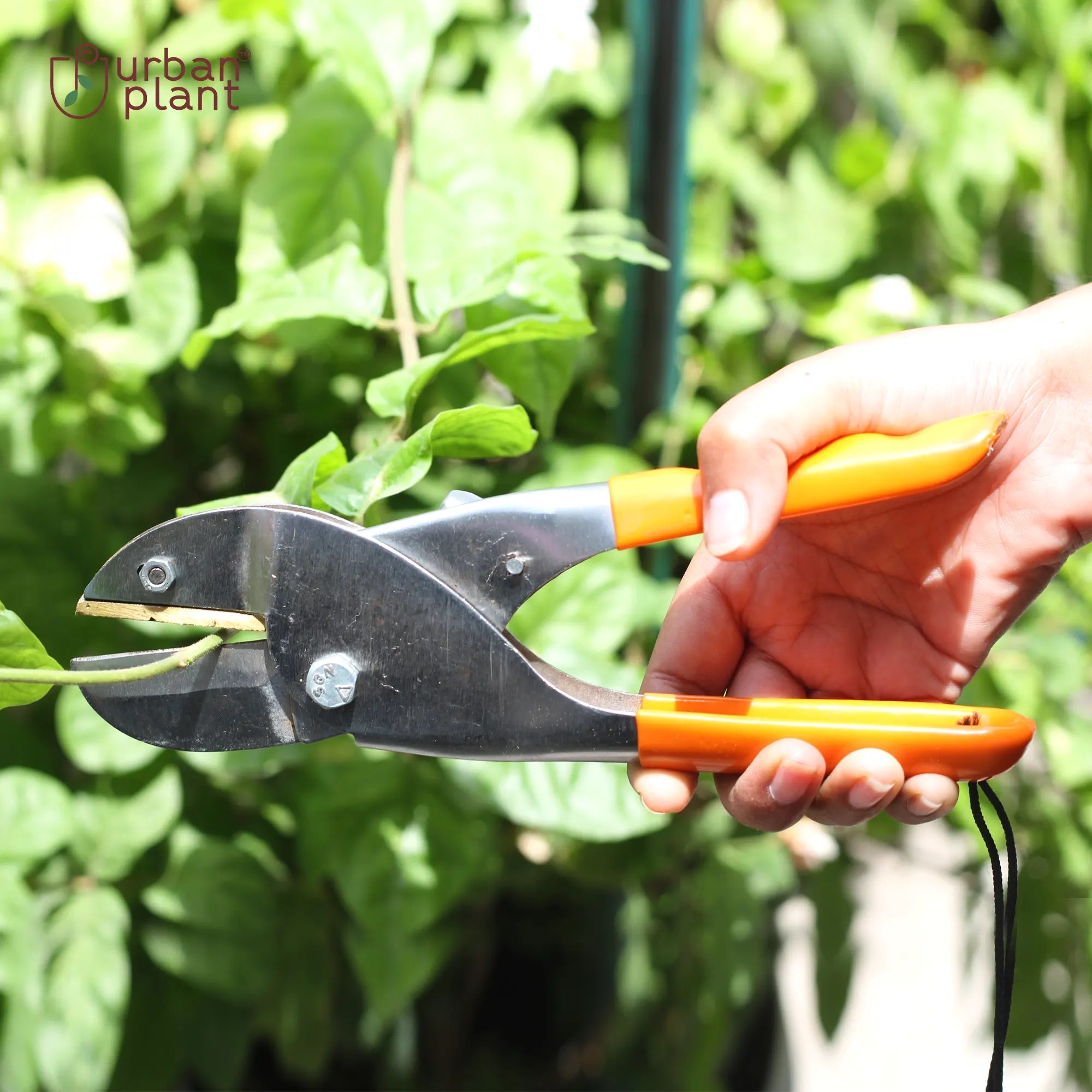 Urban Plant ClipMaster Heavy Duty Pruner Urban Plant
