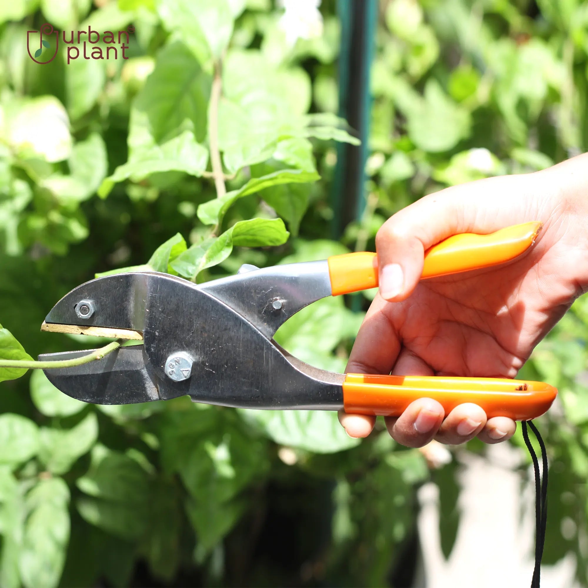 Urban Plant ClipMaster Heavy Duty Pruner Urban Plant 