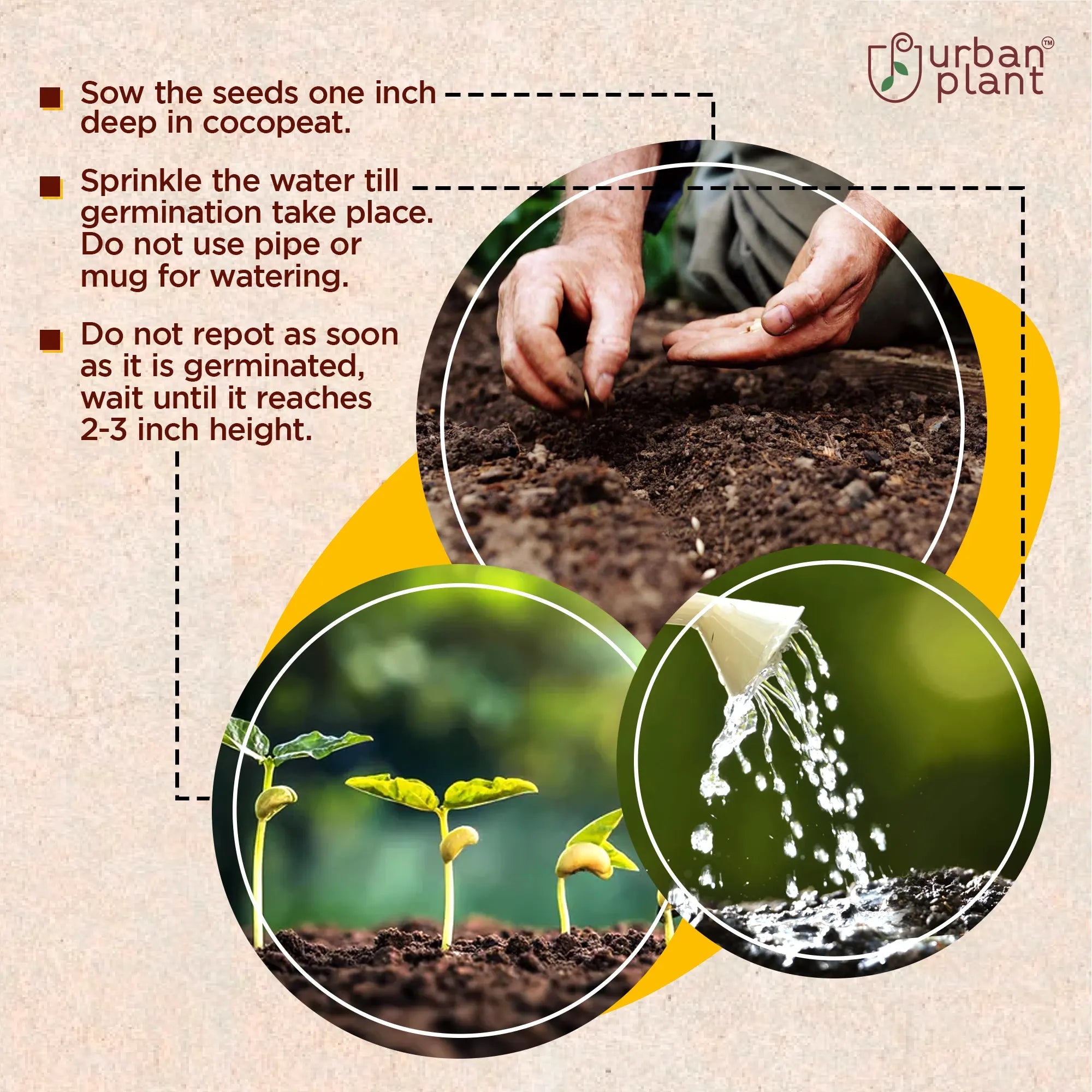 Balsam Red Flower Seeds Flower Seed Urban Plant