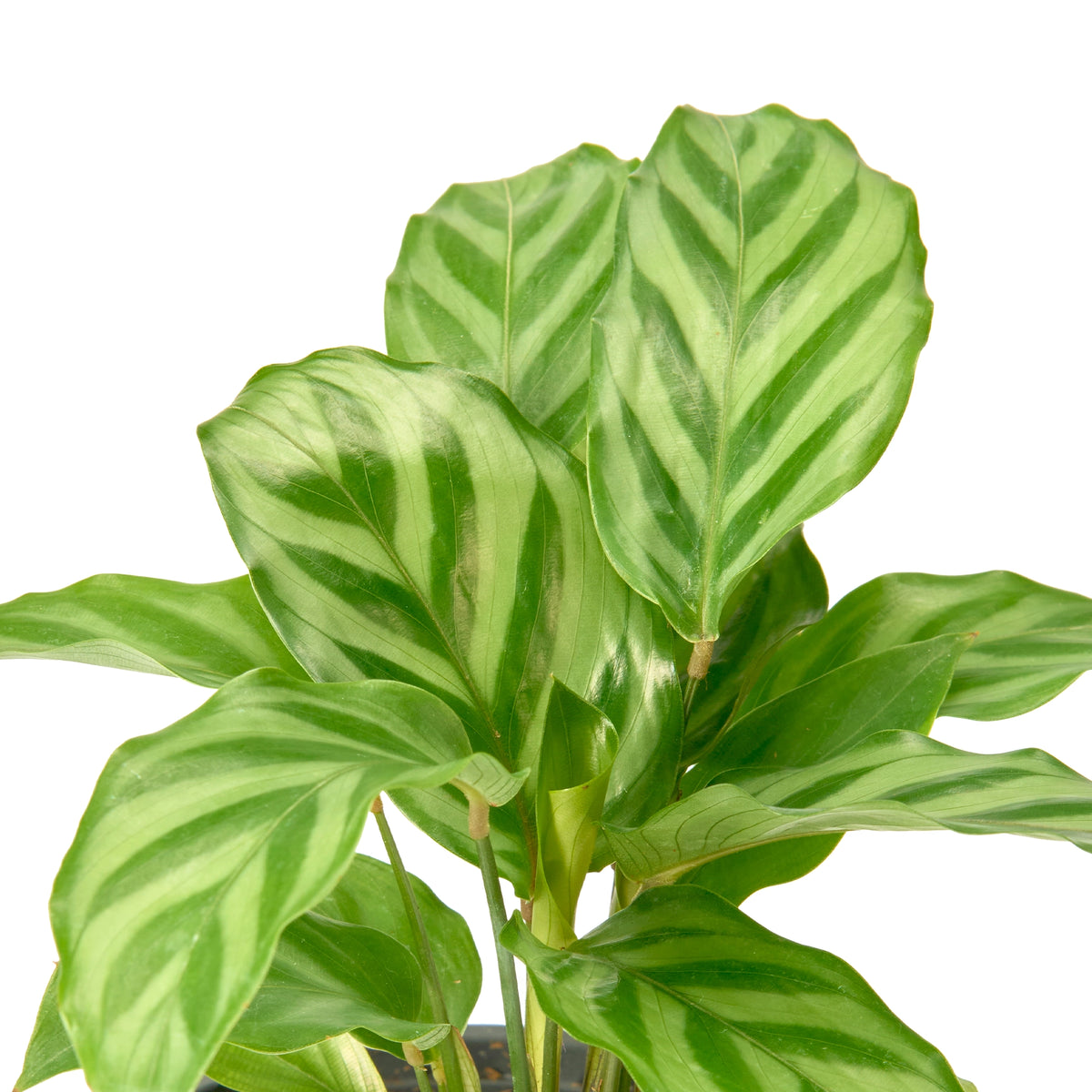Calathea Freddie – Live Indoor Plant | Urban Plant