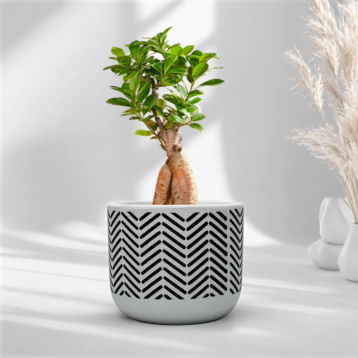 Urban Plant Neo Stripe Terracotta Pot Color White Chevron