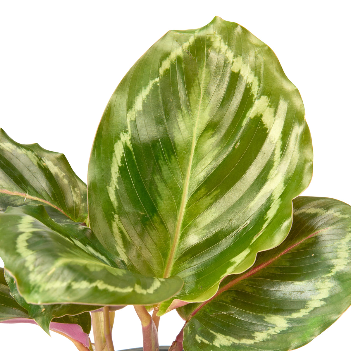 Calathea Roseopicta Rosy – Live Indoor Plant