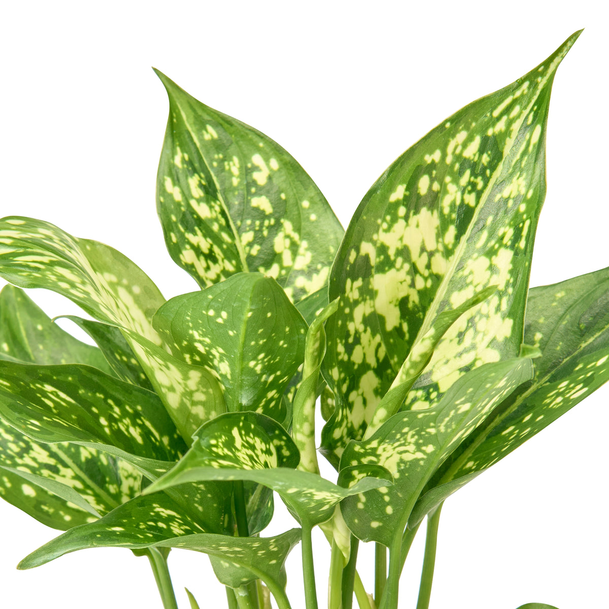 Aglaonema Snow White – Live Indoor Plant