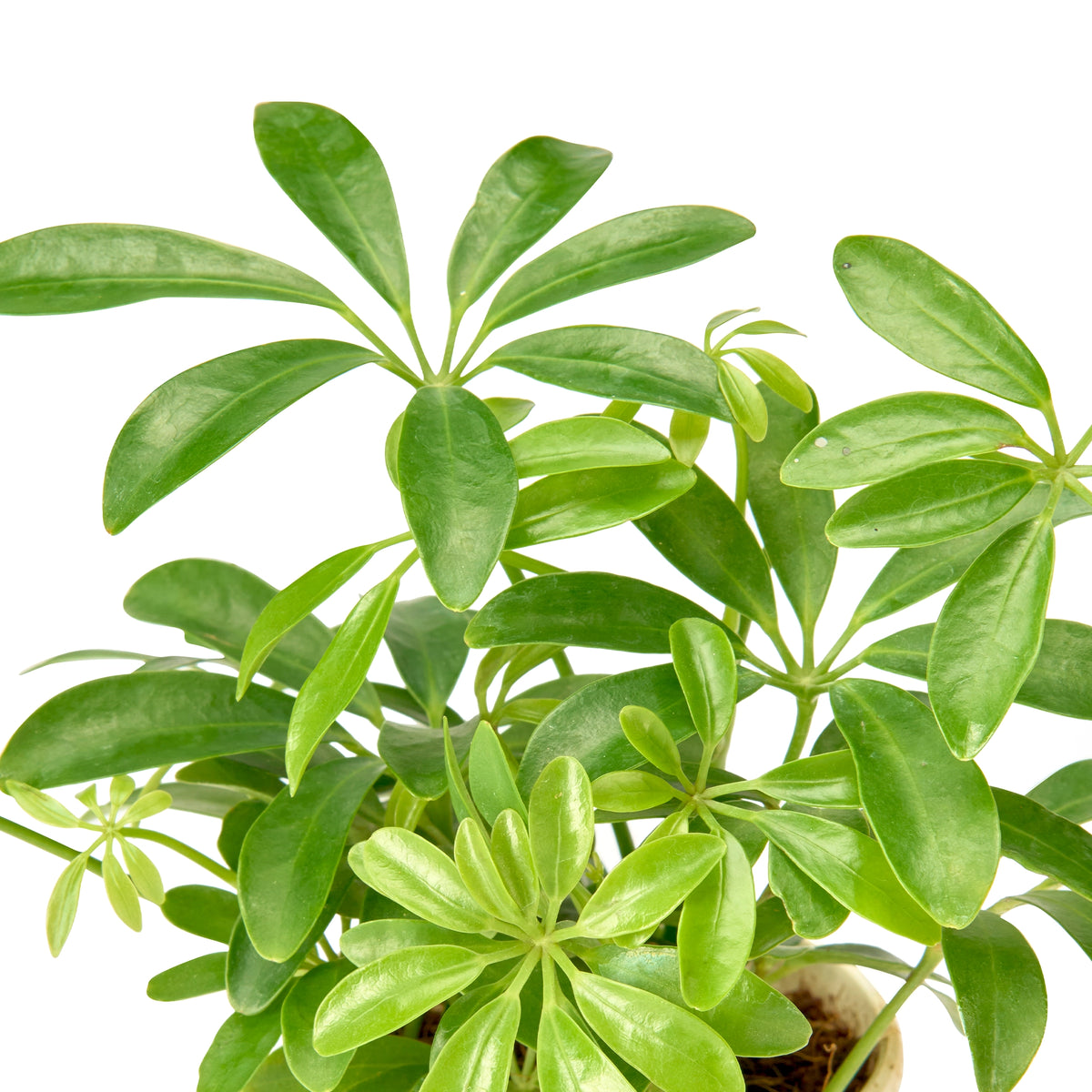 Schefflera Green (Umbrella Plant) – Live Indoor Plant | Urban Plant