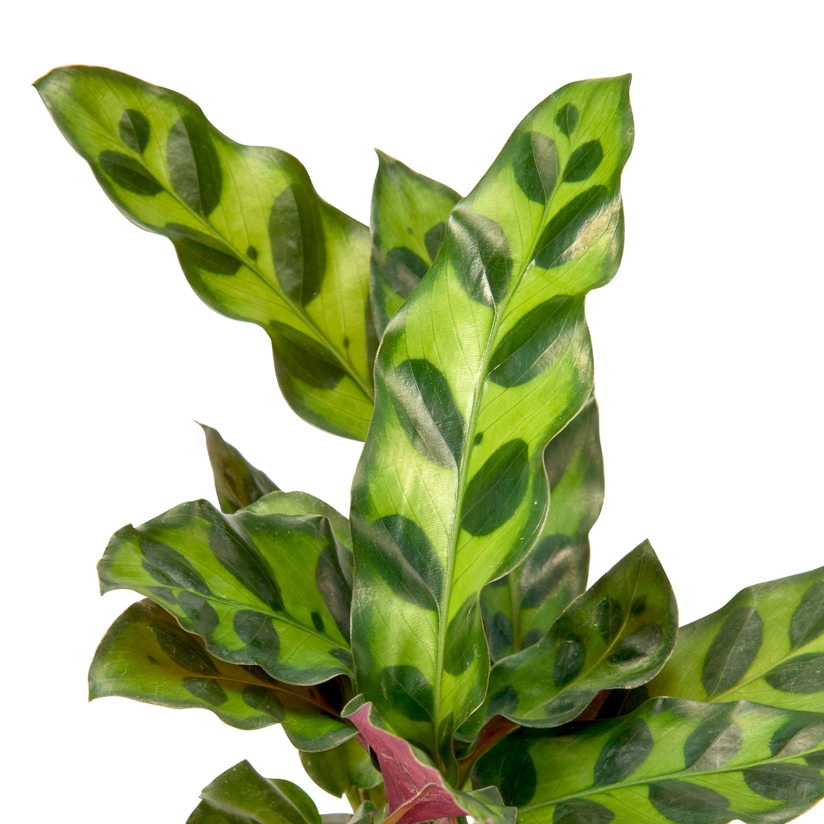 Calathea Rattlesnake (Insignis) – Live Indoor Plant | Urban Plant