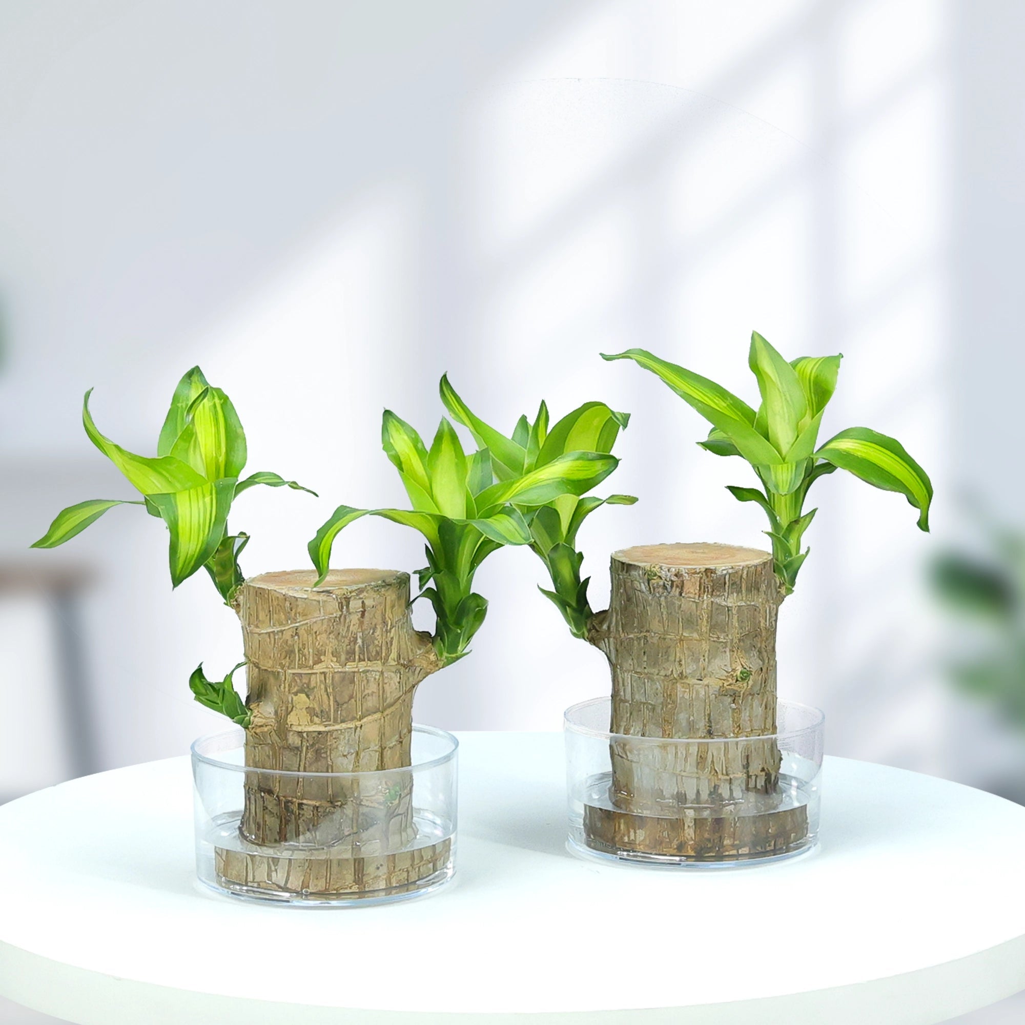 Brazilian Wood Plant Plant Urban Plant Transparent Plastic Jar Pack of 2