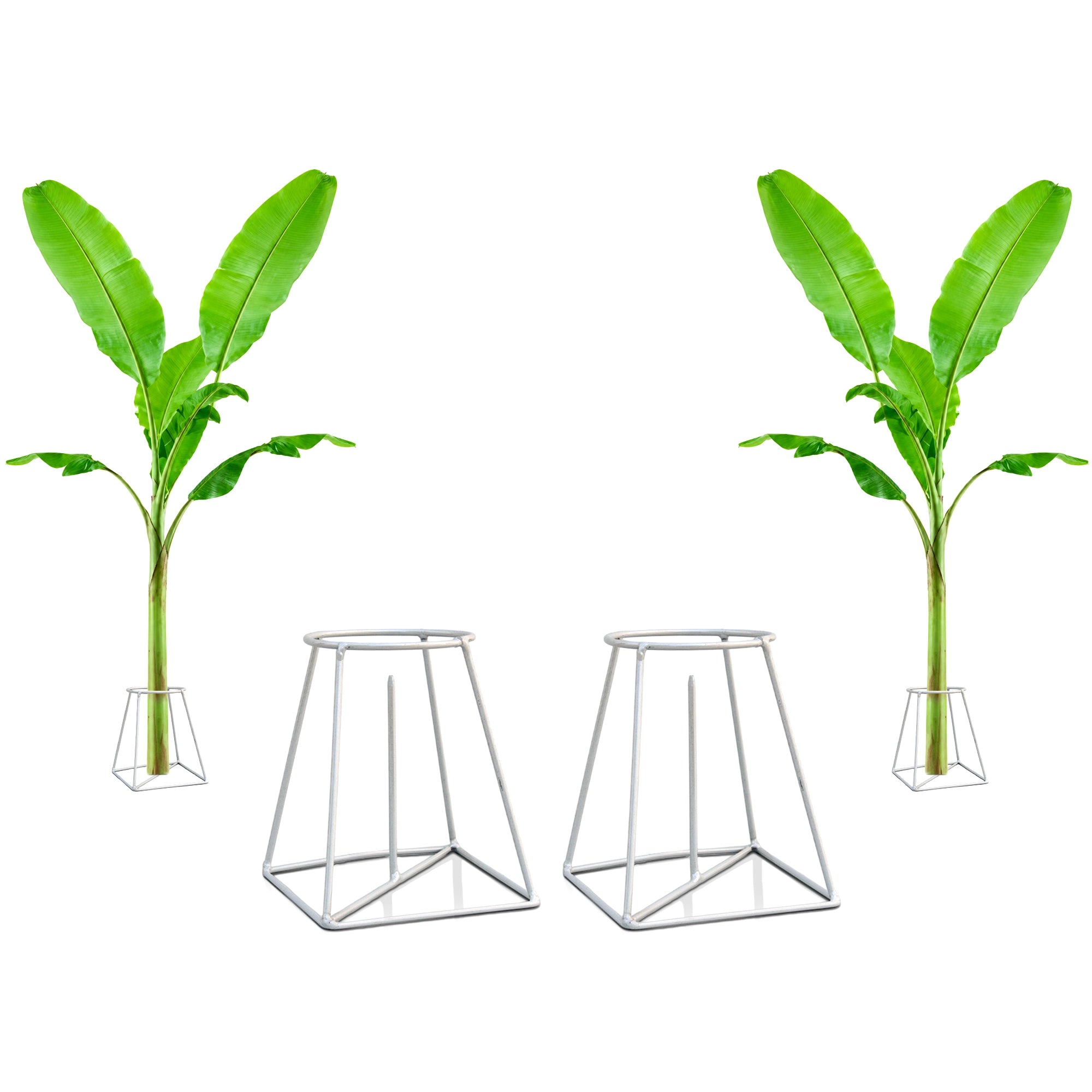 Urban Plant Banana Stand/Holder for Pooja Urban Plant 2