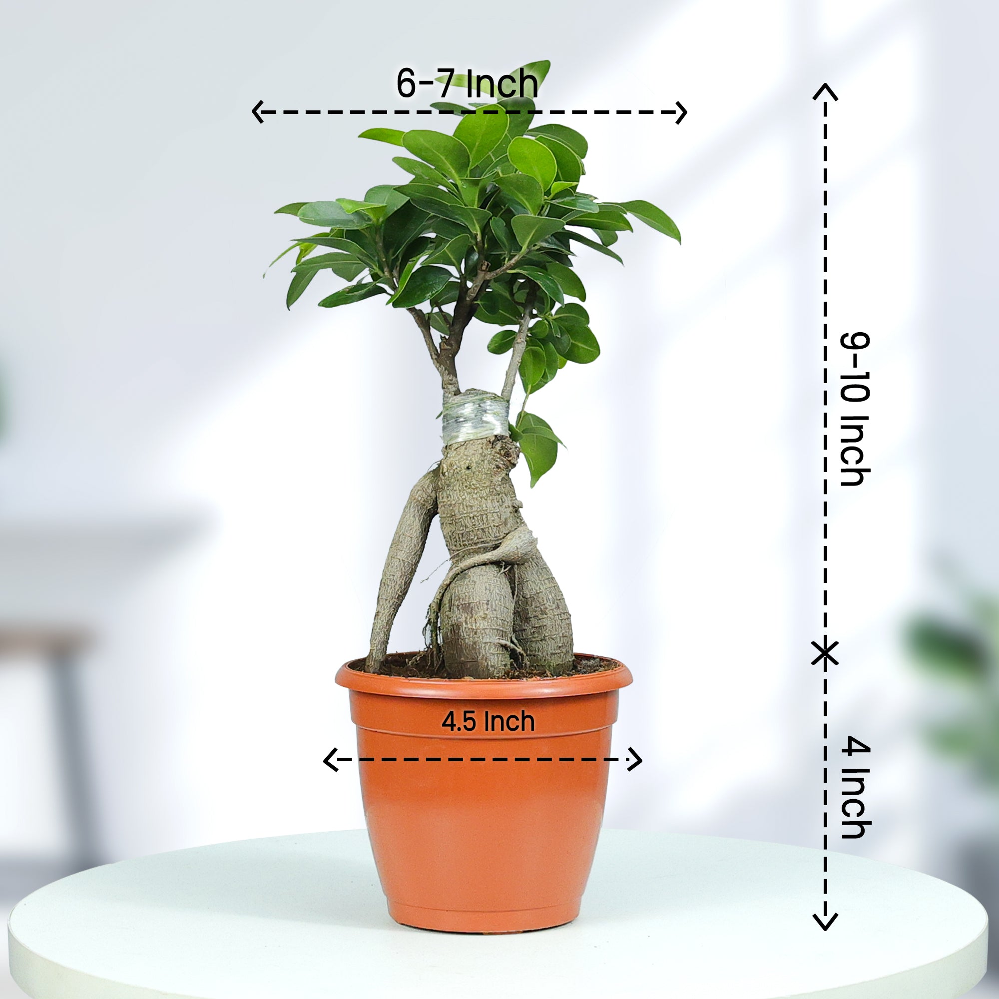 Ficus Bonsai Plant in Grower Pot Urban Plant size