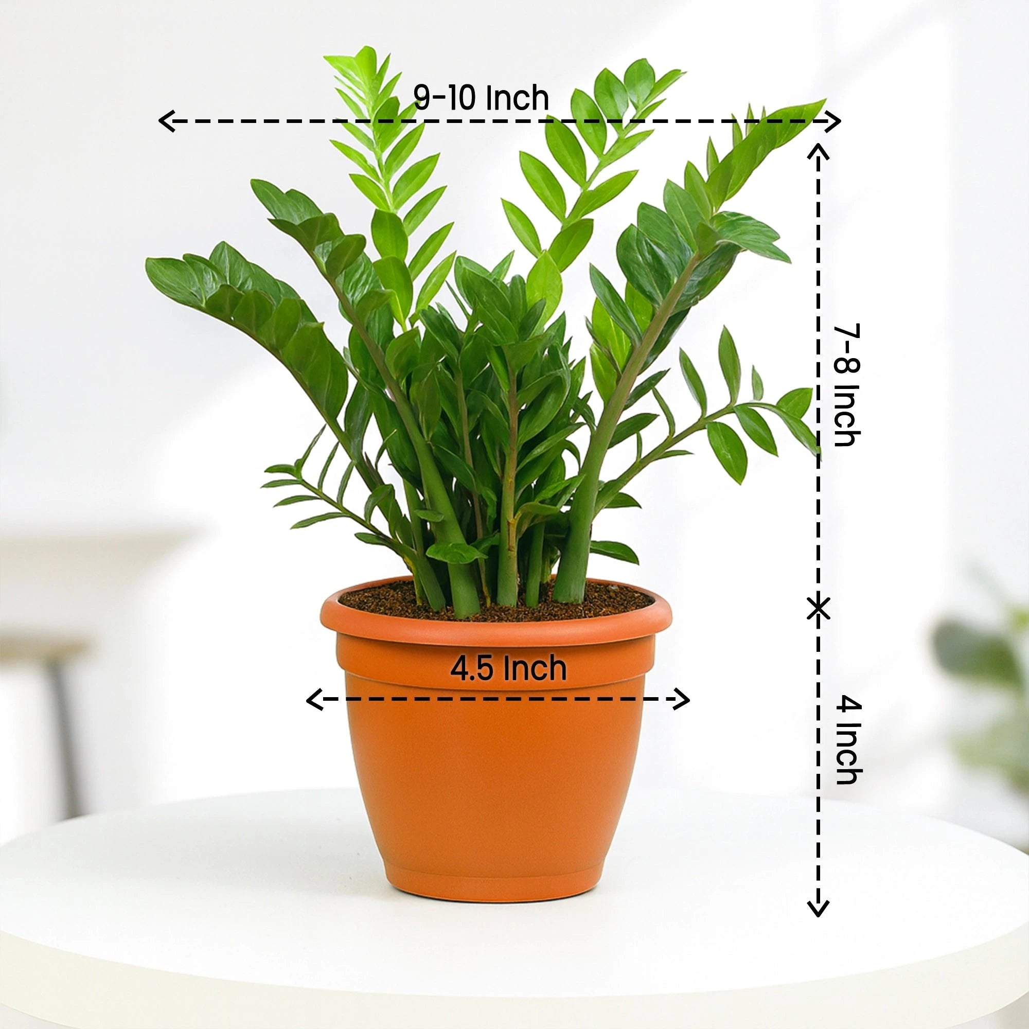 ZZ Plant in Grower Pot Urban Plant
