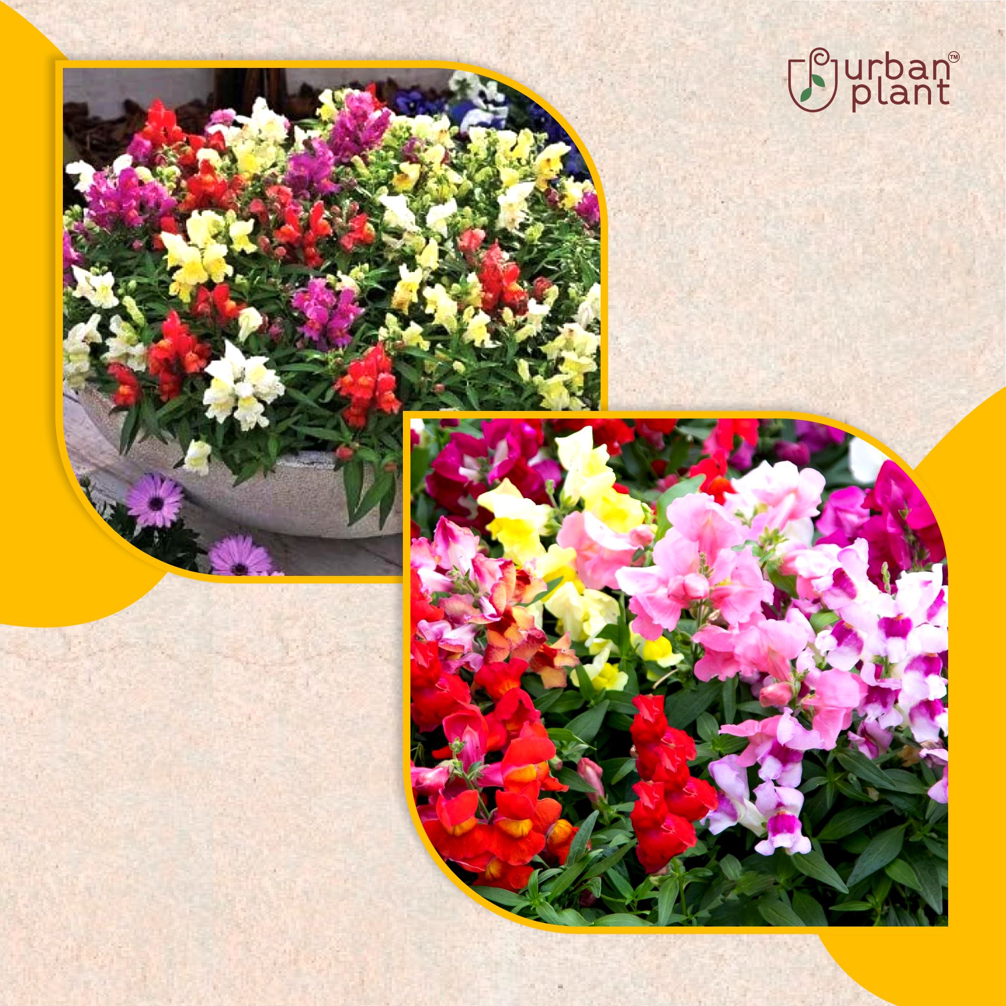 Snapdragon Mix (Dwarf) Flower Seeds Flower Seed Urban Plant